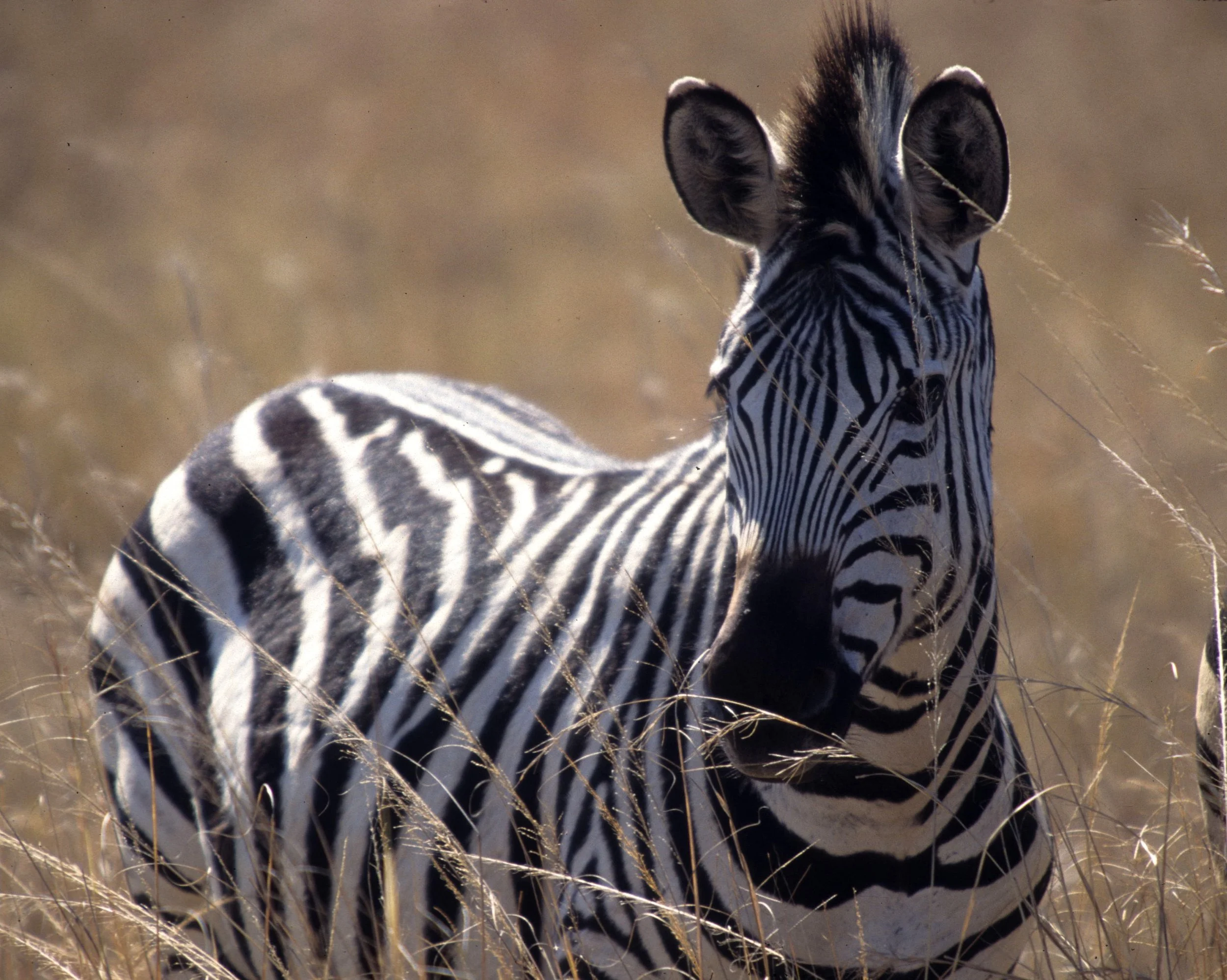 EQUIN - ZEBRA - BURCHELLS - KRUGER (13).jpg