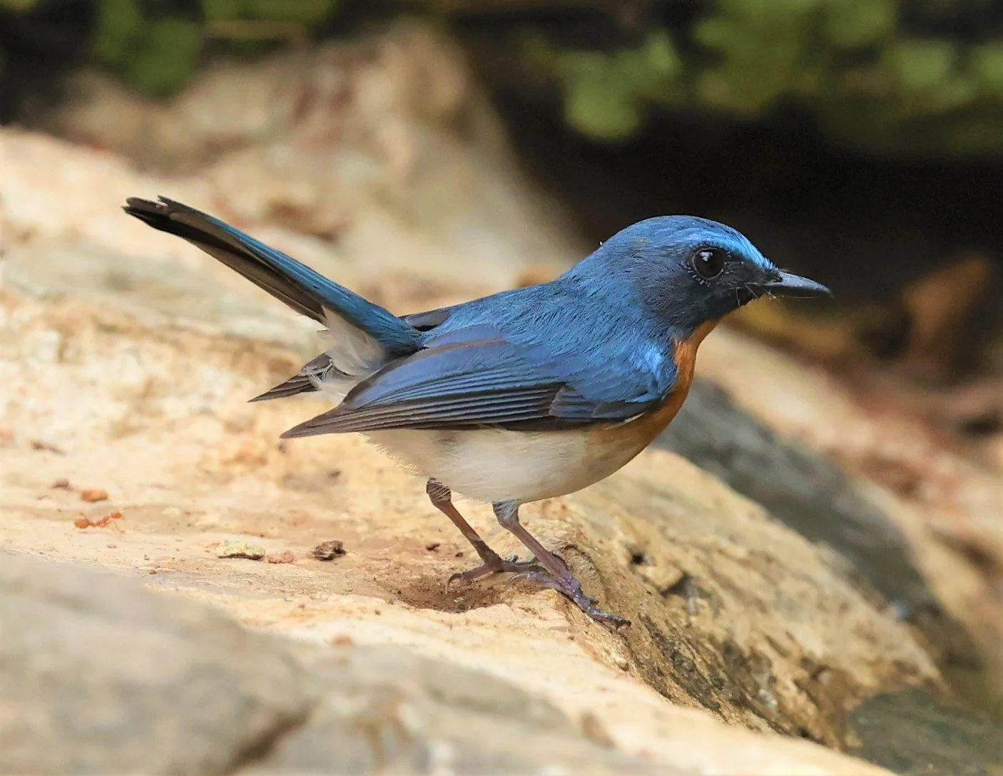 FLYCATCHER - INDOCHINESE BLUE-FLYCATCHER - Cyornis sumatrensis - SRI SATCHANALAI NP MANAO WATERHOLE MAY 1 2022 (65).jpg