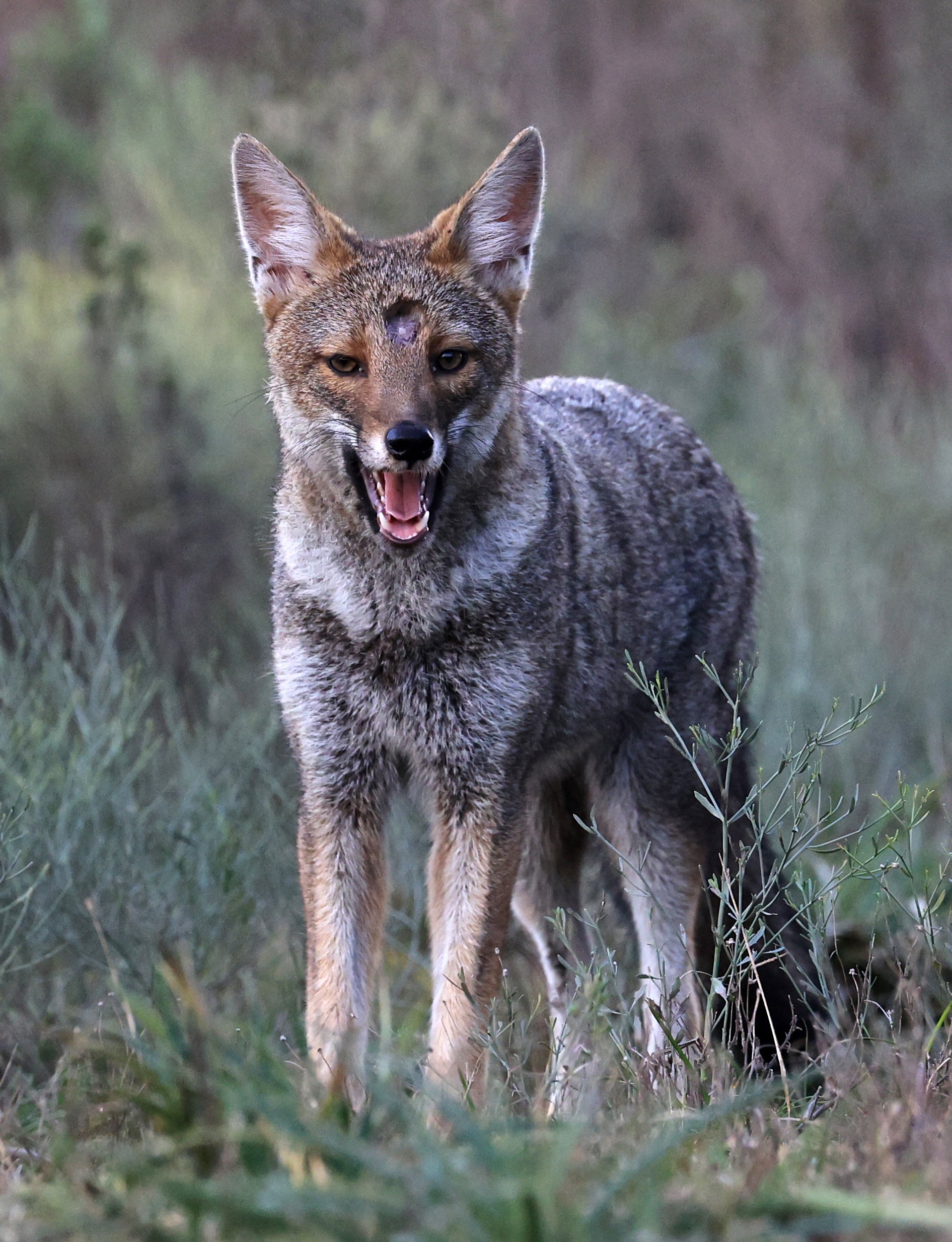 Pampas Fox (Lycalopex gymnocercus) El Palmar National Park, Entre Rios, Argentina (51).jpg