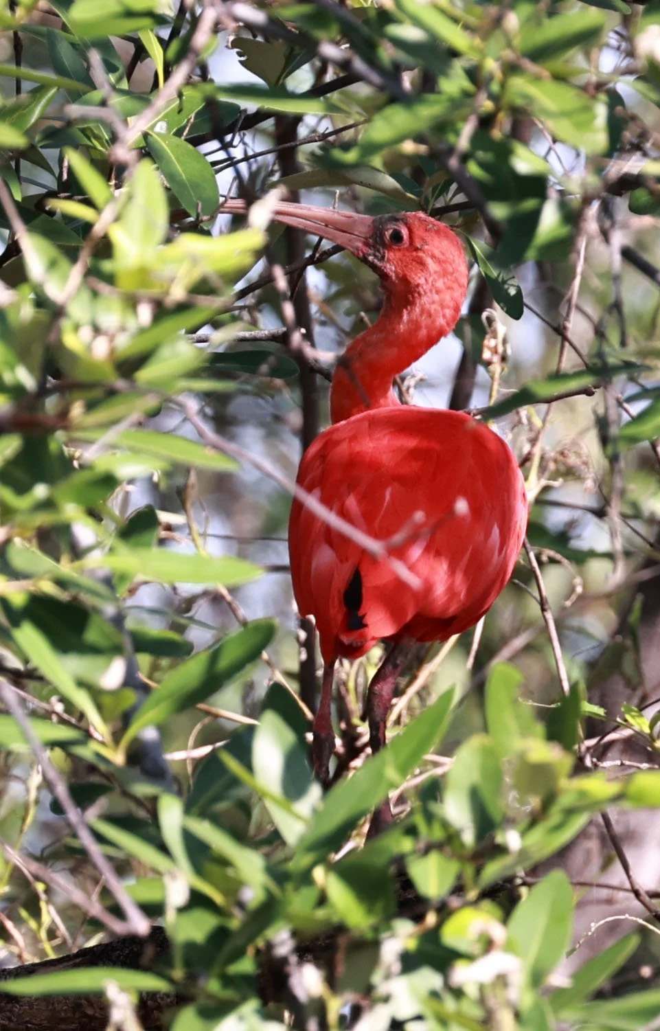 Ibis - Scarlet Ibis - Eudocimus ruber - 29 Songkaow Cafe, Chachoengsao Thailand (2).jpg