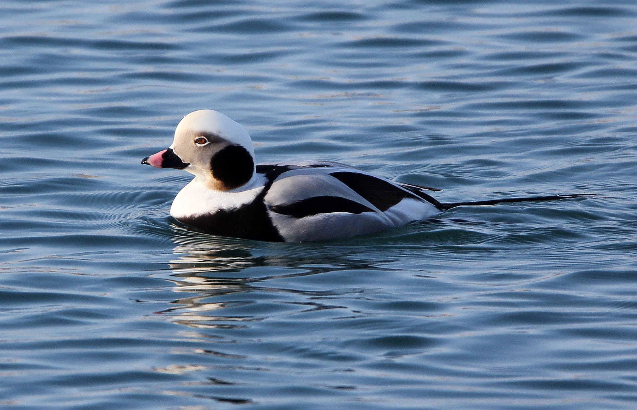 DUCK - LONG-TAILED - Clangula hyemalis - HANASAKI HARBOR, NEMURO PENINSULA, HOKKAIDO (63).JPG