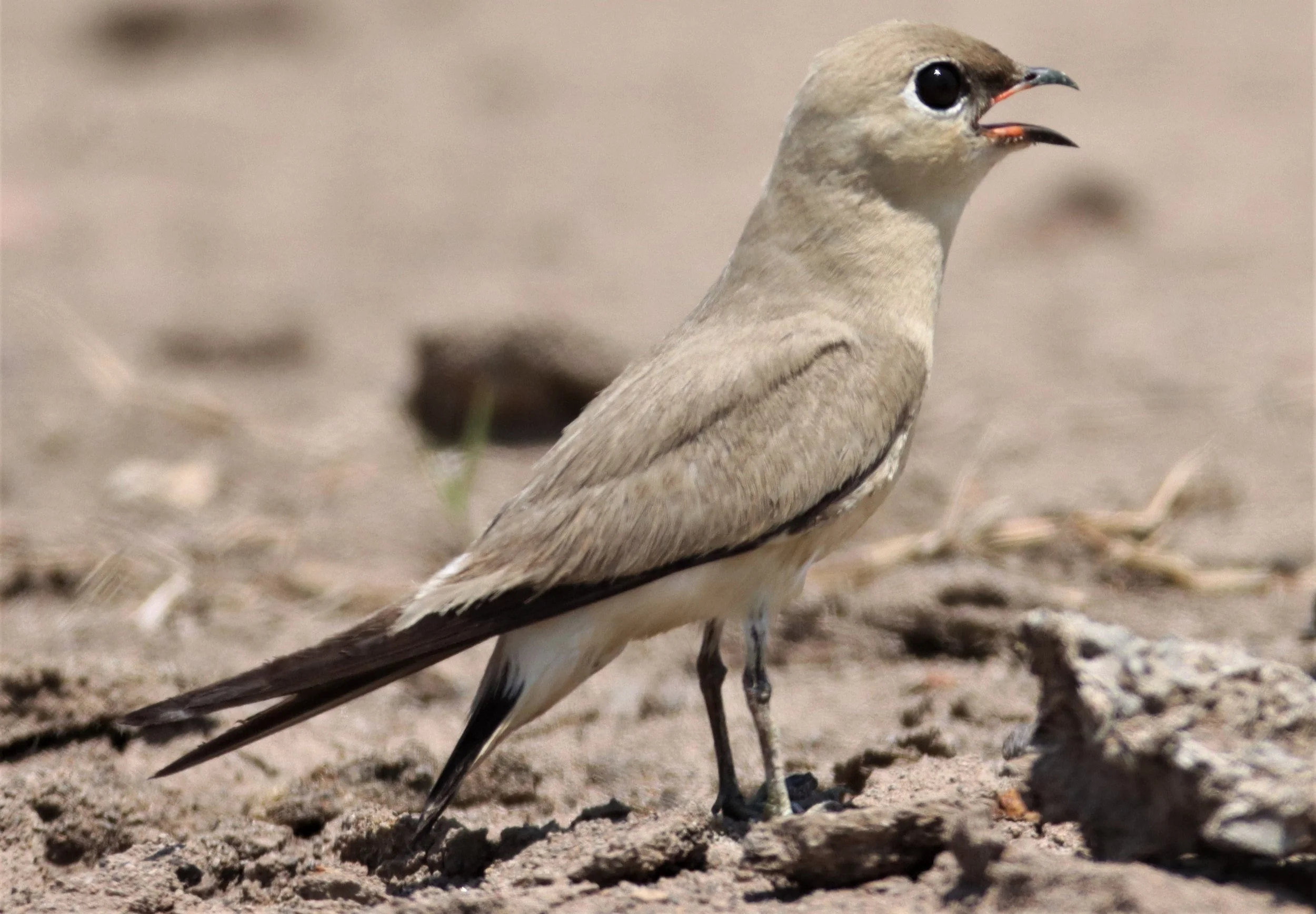 PRATINCOLE - SMALL PRATINCOLE - Glareola lactea - BANG KHAEM WETLANDS NAKHON PATHOM (59).jpg