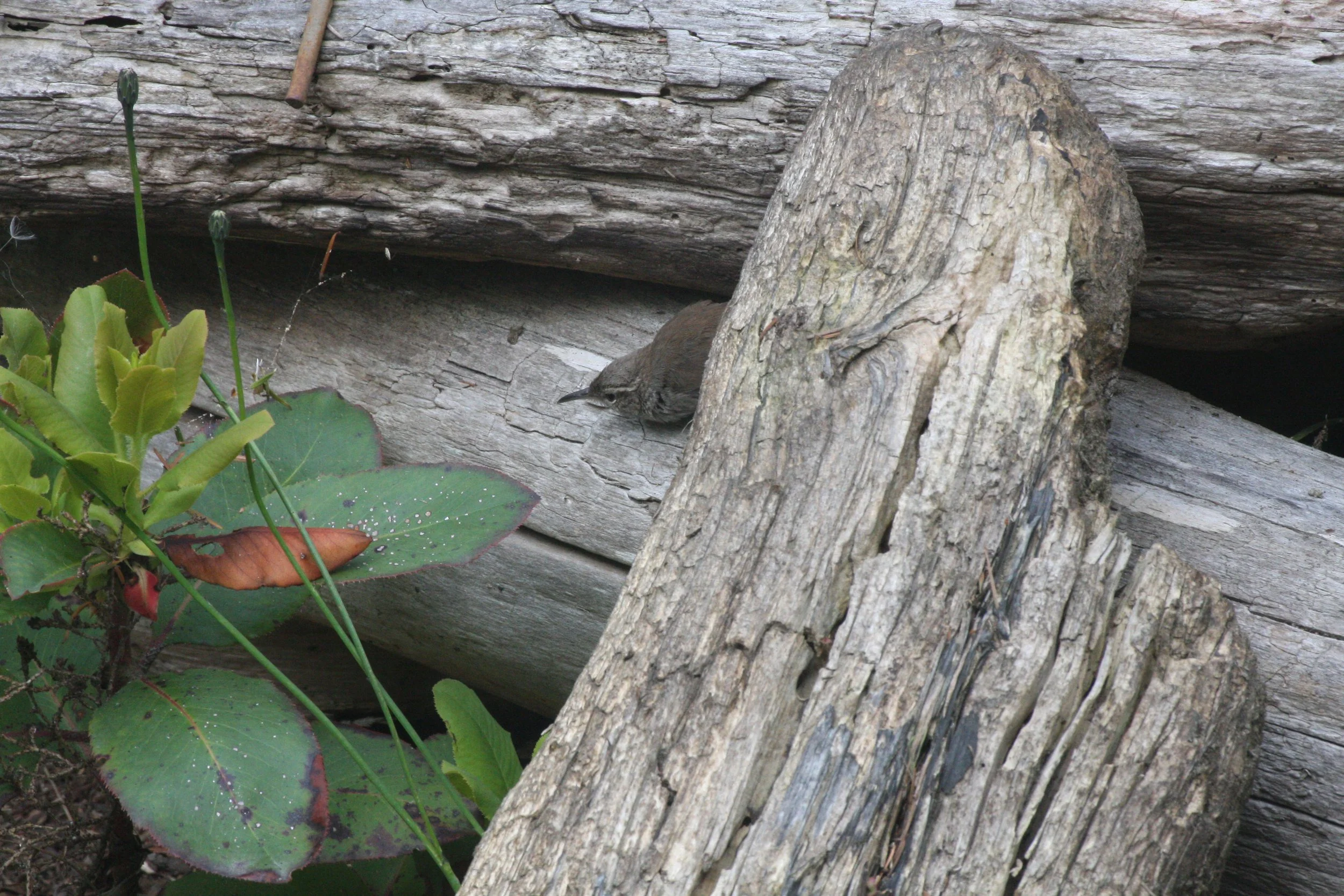 BIRD - WREN - BEWICK'S WREN - LAKE FARM TRAILS WA (12).JPG