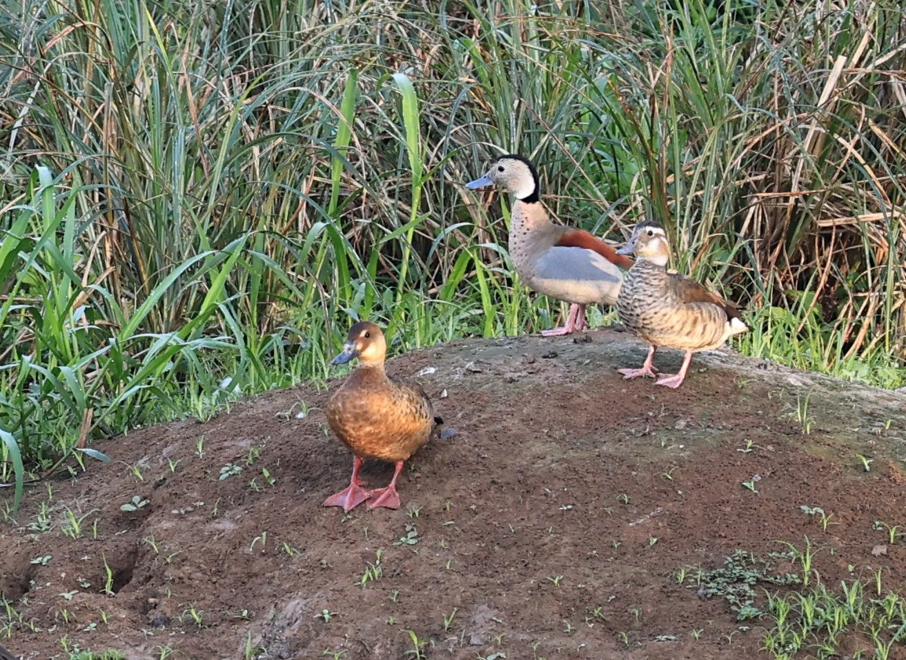 Ringed Teal (Callonetta leucophrys) Hotel Iparoma Campestre Paraguay (20).jpg