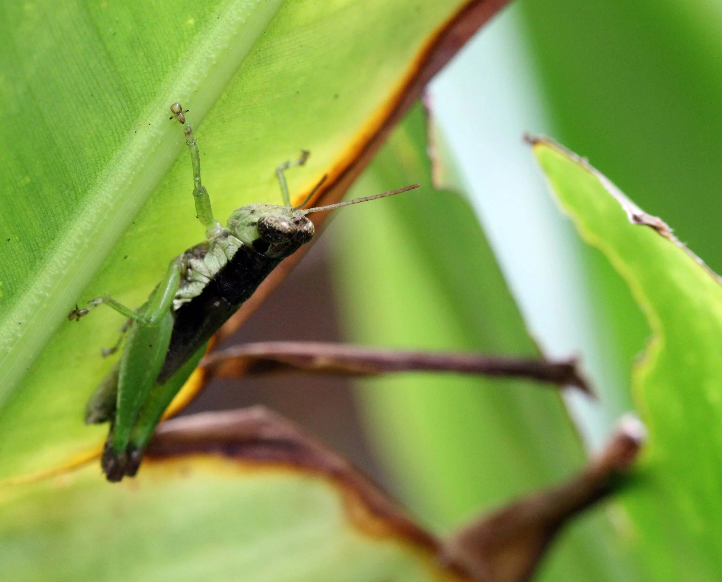 Acrididae - Species 29 - Nonthaburi, Thailand