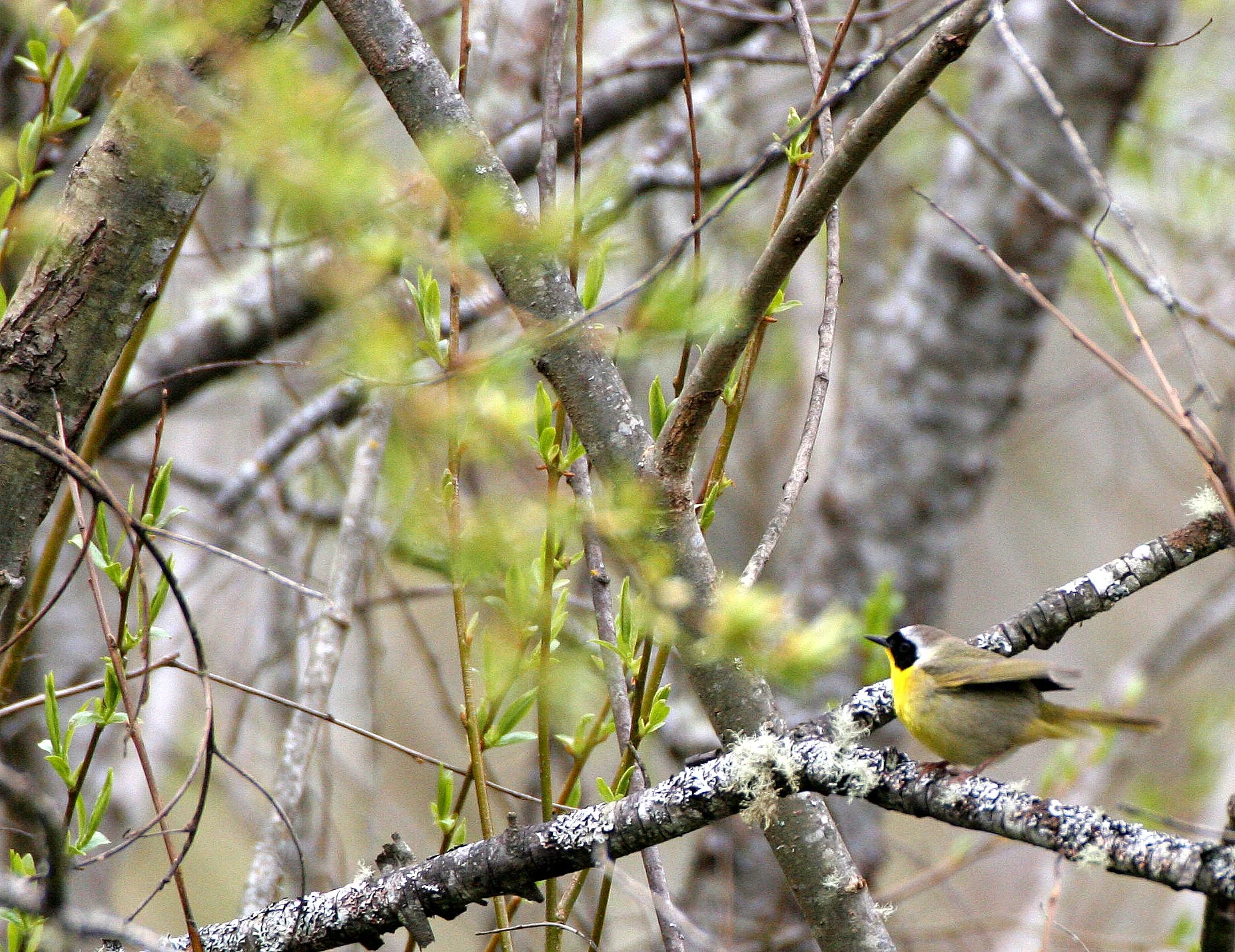 BIRD - WARBLER - COMMON YELLOWTHROAT - GEOTHLYPIS TRICHAS - LAKE FARM WA (6).jpg