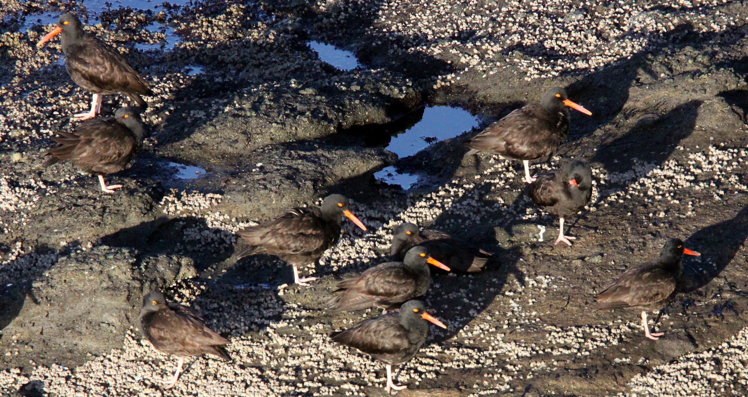 Black Oystercatcher (Haematopus bachmani) Cape Flattery Washington (5).JPG