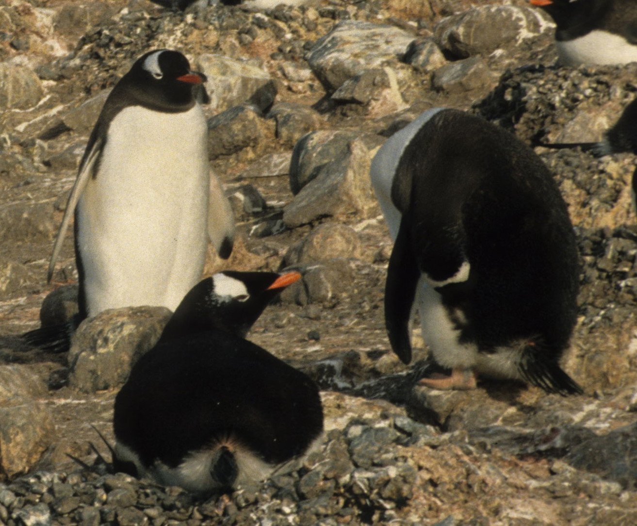 Gentoo Penguin (Pygoscelis papua) Danco Island Antarctic Peninsula (8).jpg