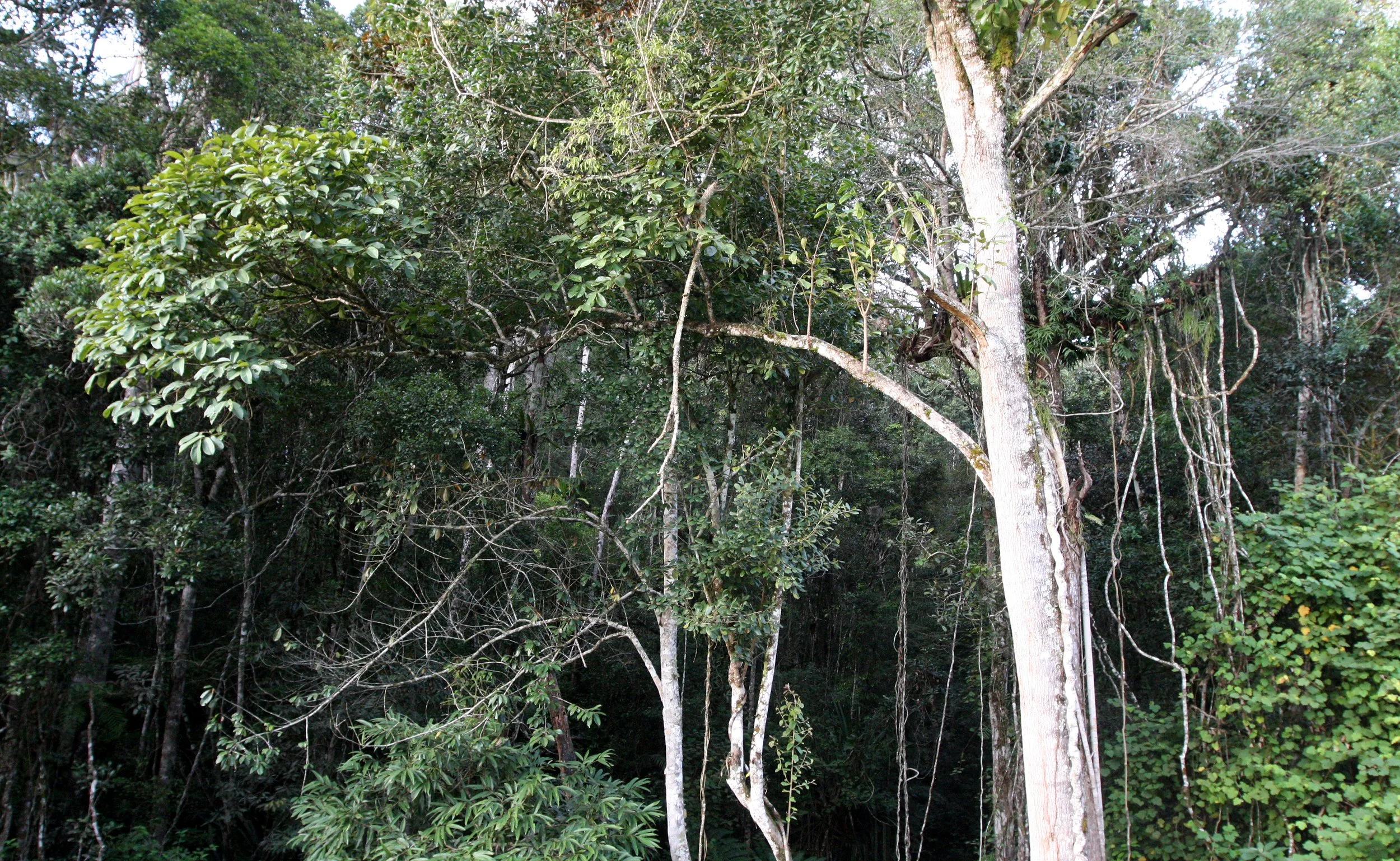 MANTADIA NATIONAL PARK MADAGASCAR - FOREST VIEWS (3).JPG