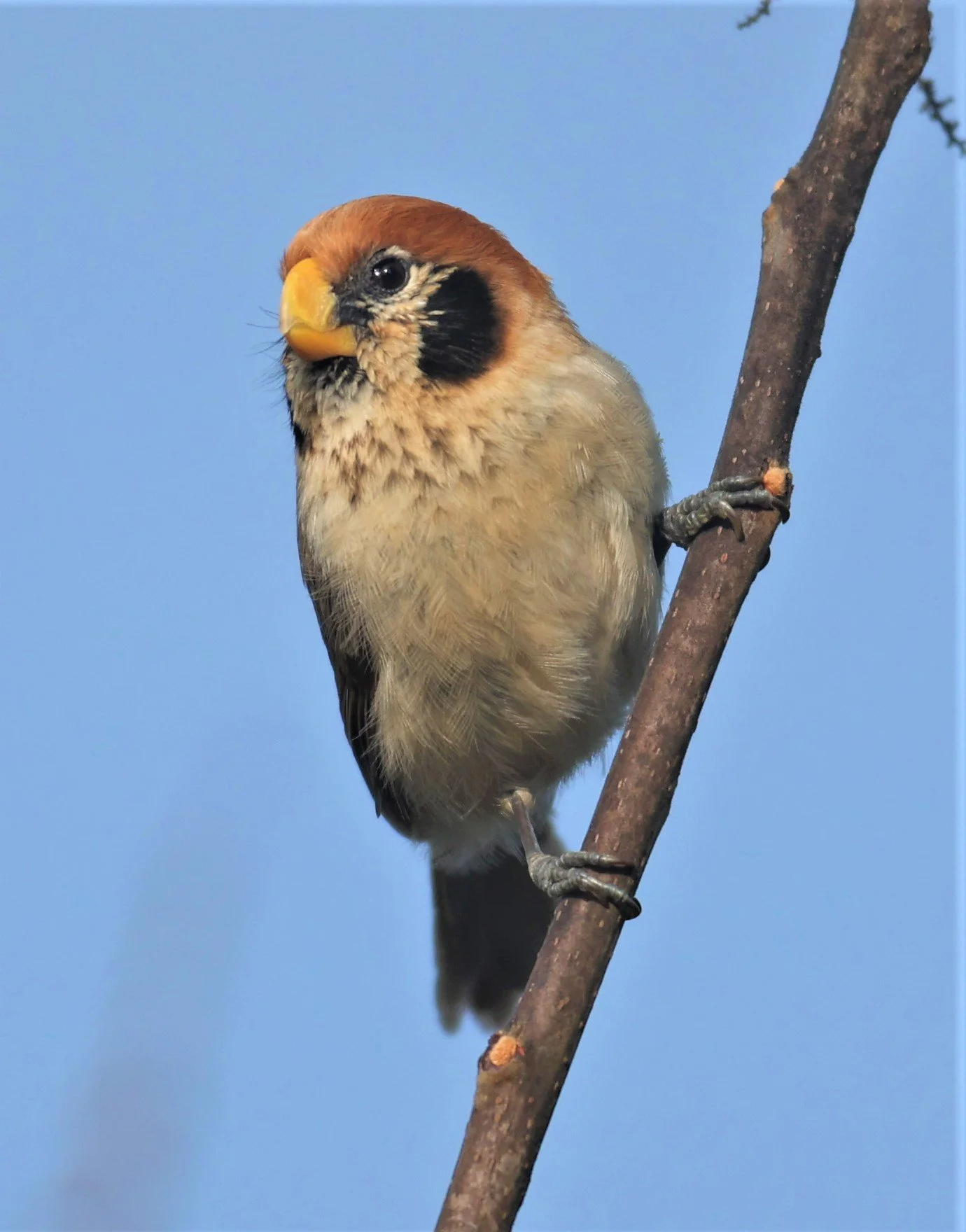 PARROTBILL - SPOT-BREASTED PARROTBILL - Paradoxornis guttaticollis - DOI SAN JU (DOI LANG WEST) FEB 2022 (12).jpg
