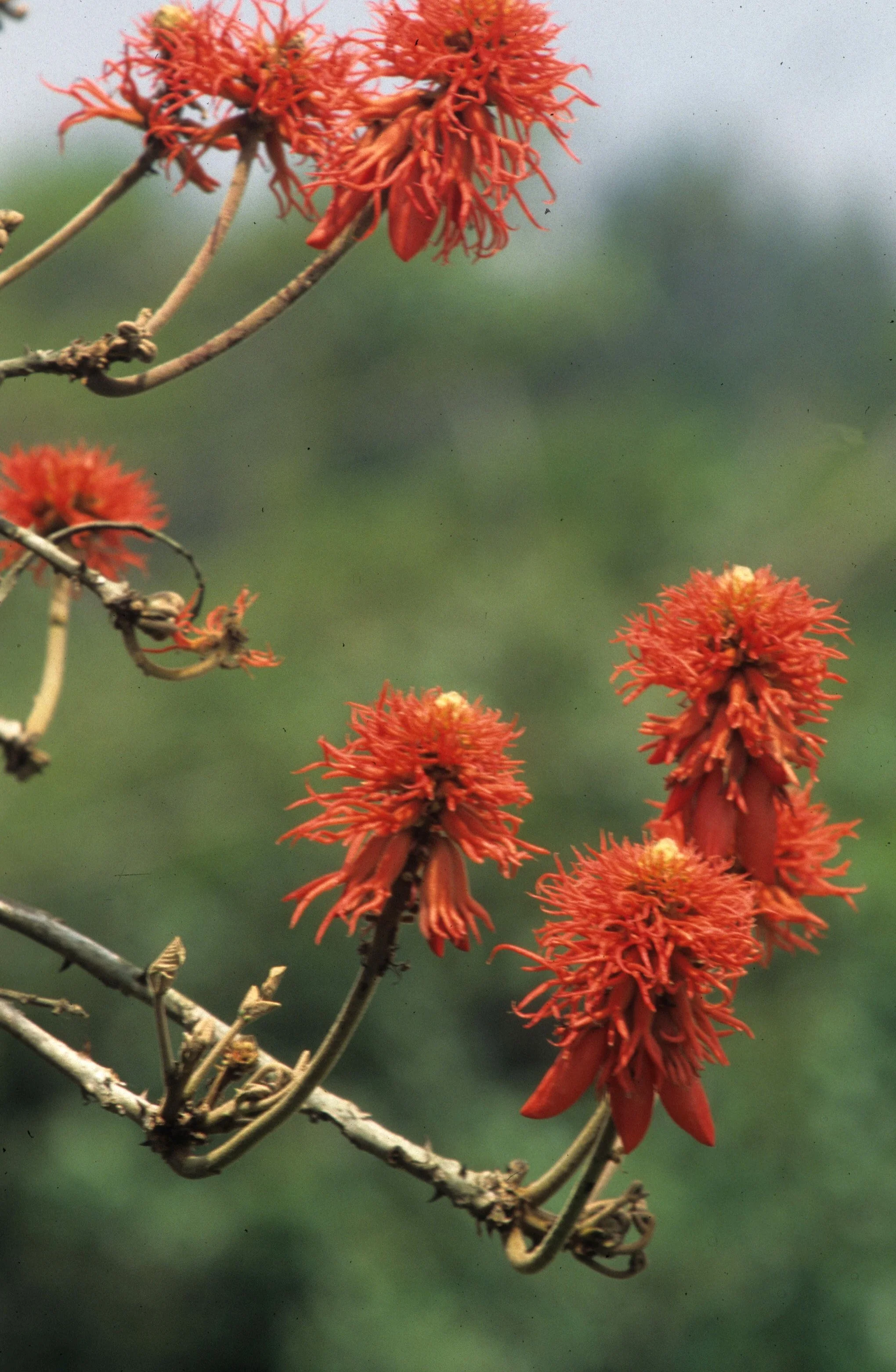 RSA - RED FLAME TREE.jpg