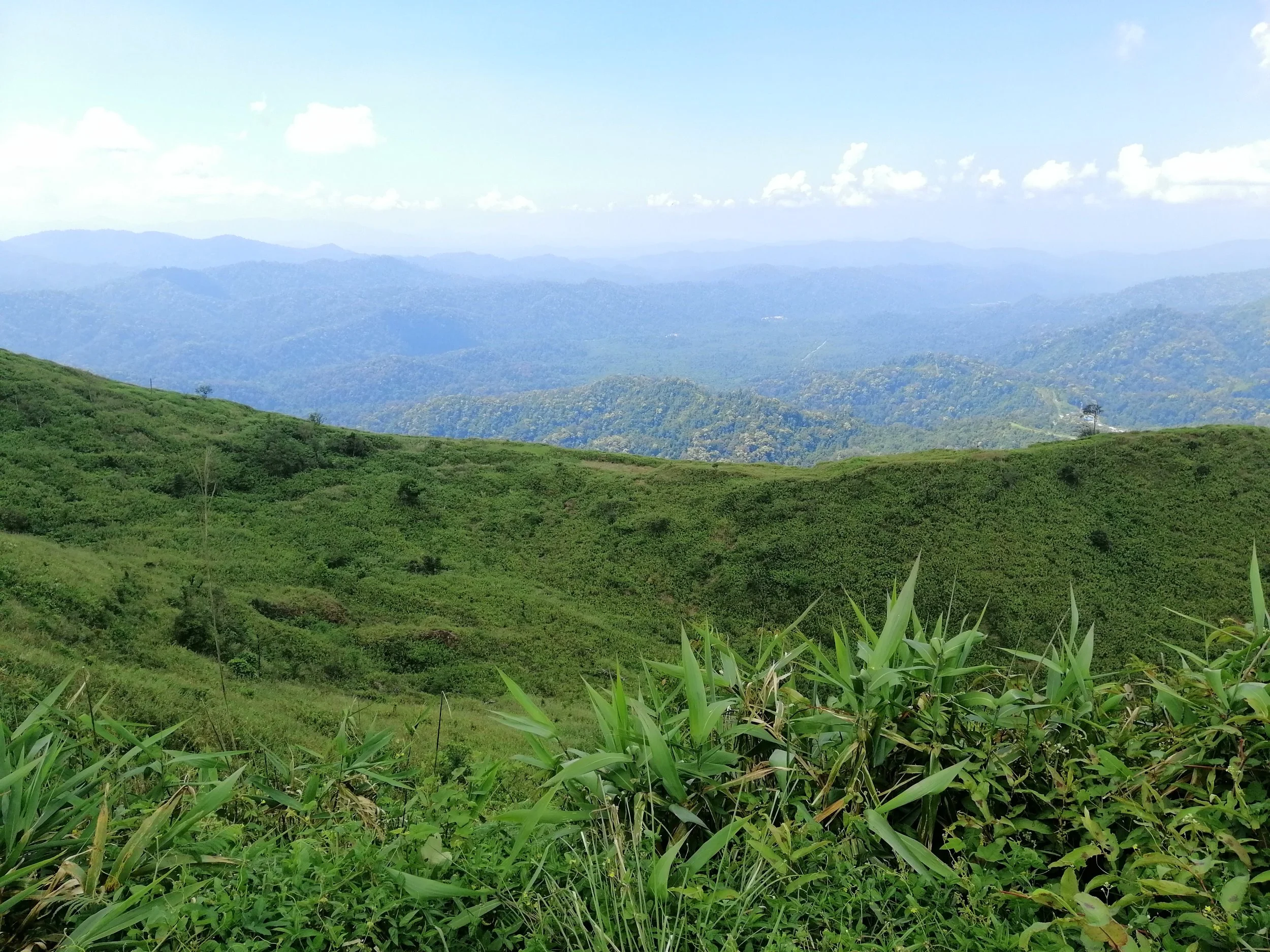 Historical Mining Boom: Starting in the 1940s, Pilok was a major hub for tin and tungsten mining. Extensive areas of the original montane forest were cleared to provide access to ore veins and to build infrastructure for thousands of workers, includi