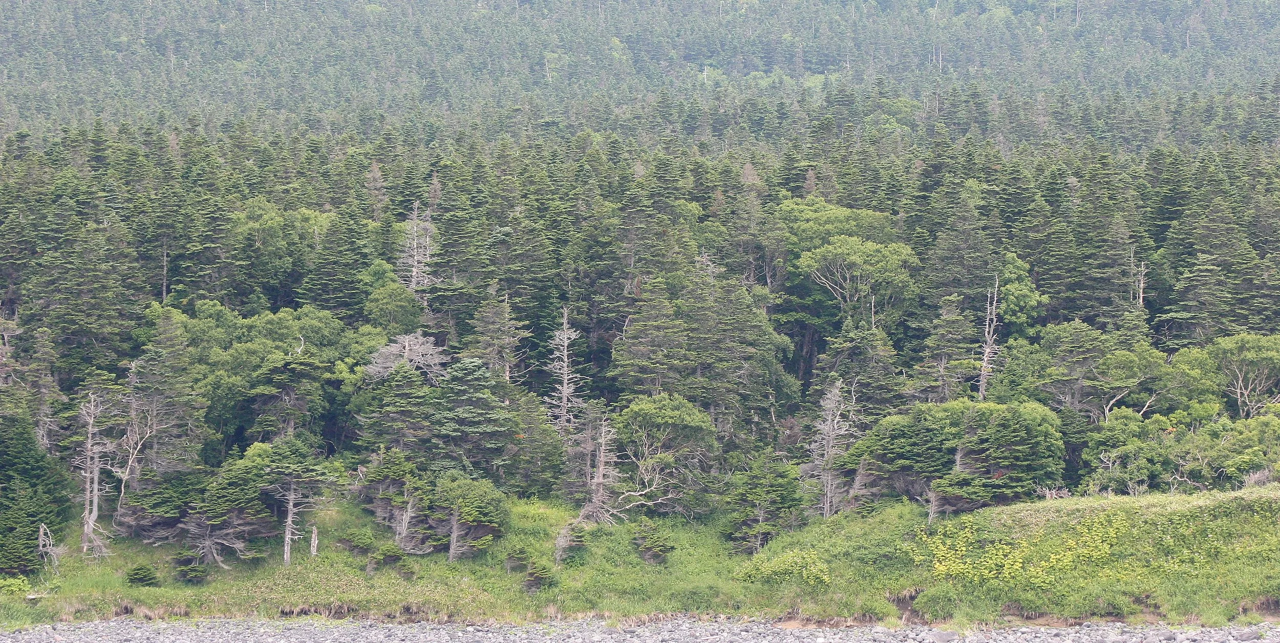 KURIL ISLANDS - FLORA  (12).jpg