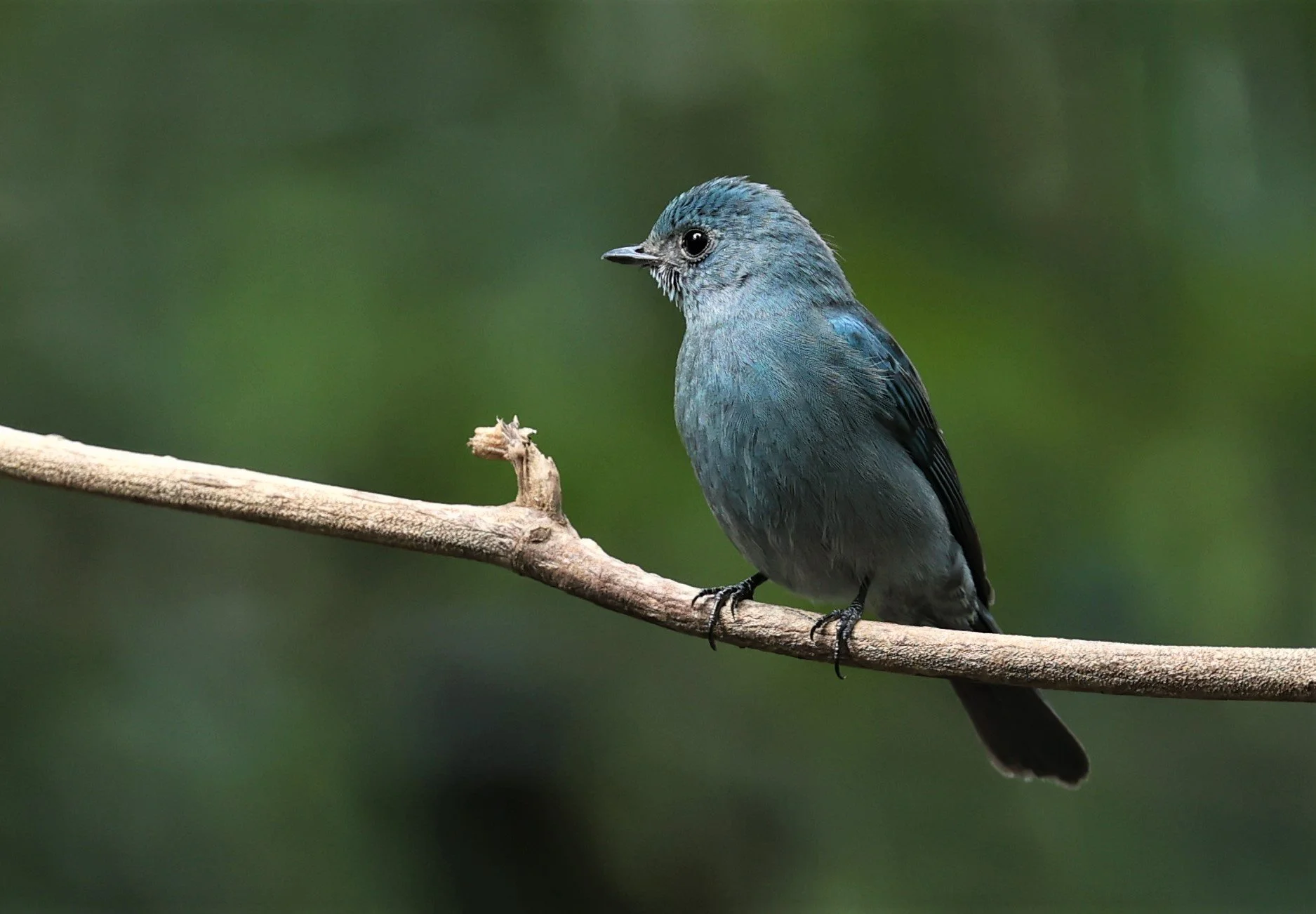 FLYCATCHER - VERDITER FLYCATCHER - Eumyias thalassina - WAT THAM PRATHUM CHONBURI JAN 30 2022 (85).jpg
