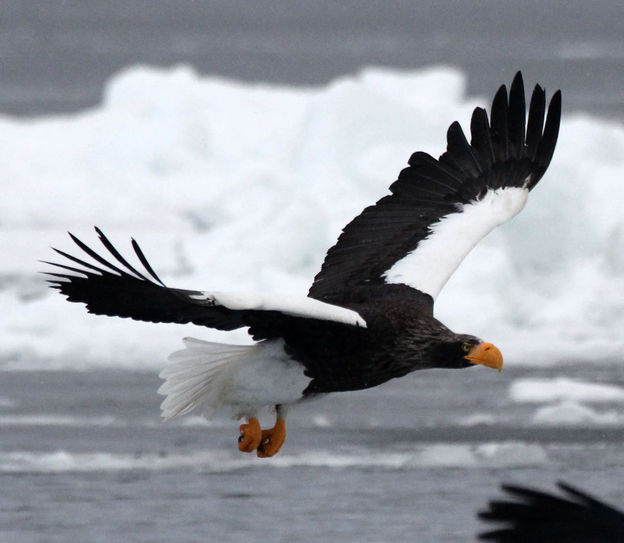 BIRD - EAGLE - STELLER'S SEA EAGLE - RAUSU, SHIRETOKO PENINSULA & NATIONAL PARK - HOKKAIDO JAPAN (23).JPG