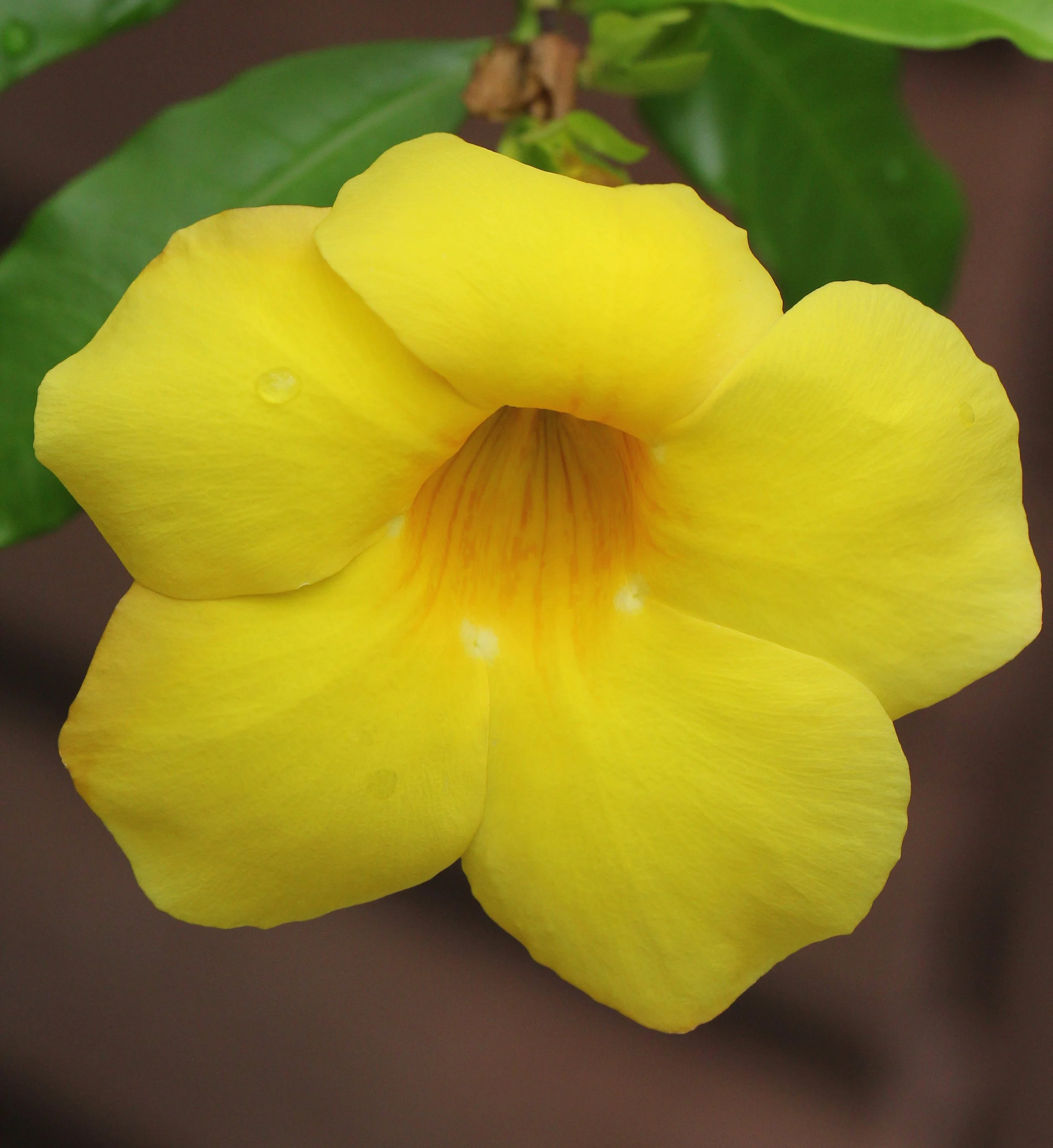 2015 Koh Lanta Summer Misc Images (170).JPG