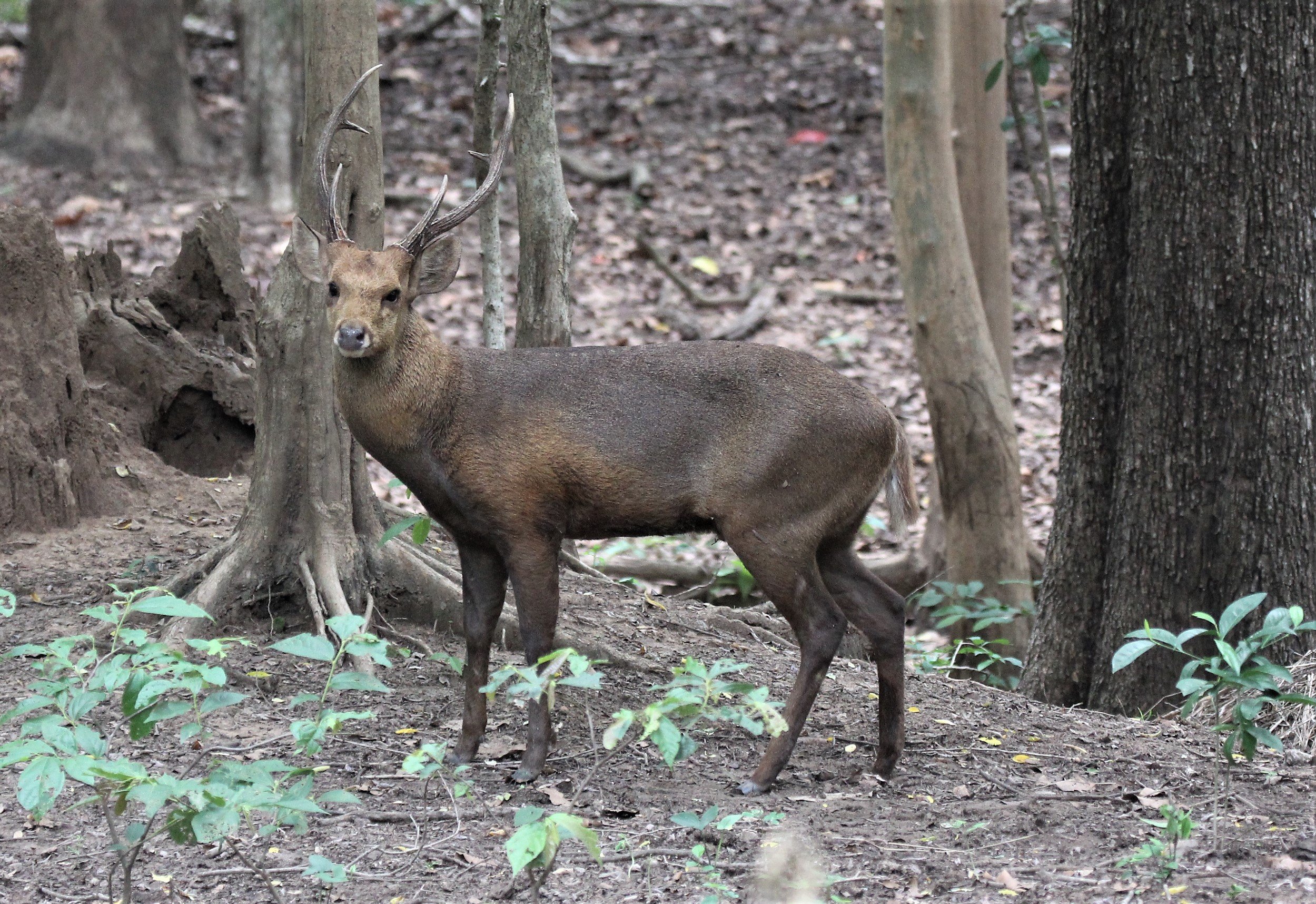 Hyelaphus annamiticus - INDOCHINESE HOG DEER - DOI SUTHEP WILDLIFE CENTER CHIANG MAI THAILAND - CONFIRM NOT INDIAN (2).jpg