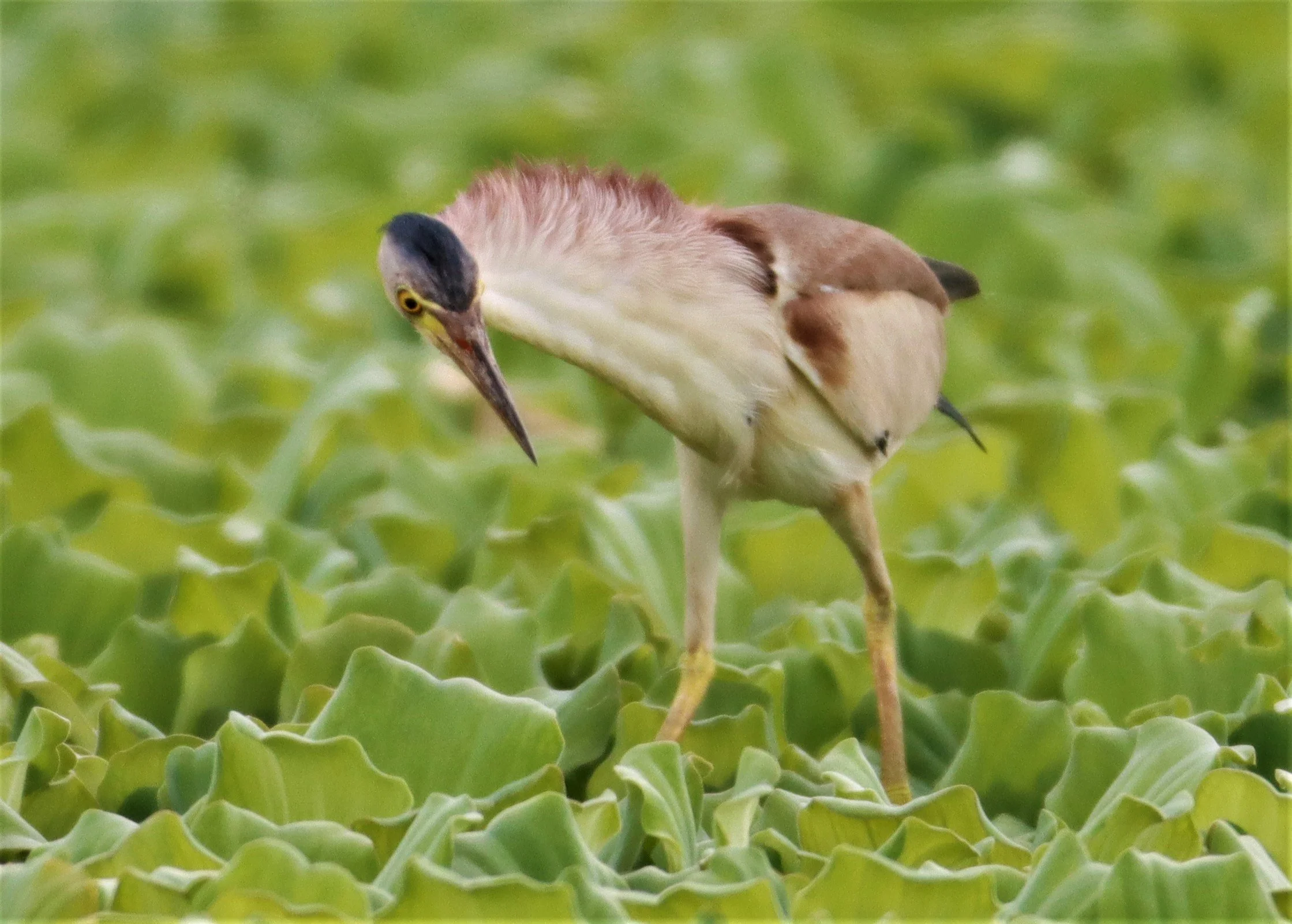 BITTERN - YELLOW BITTERN - Ixobrychus sinensis - KHON KAEN SEWAGE TREATMENT PLANT KHON KAEN UNIVERSITY  (37).jpg