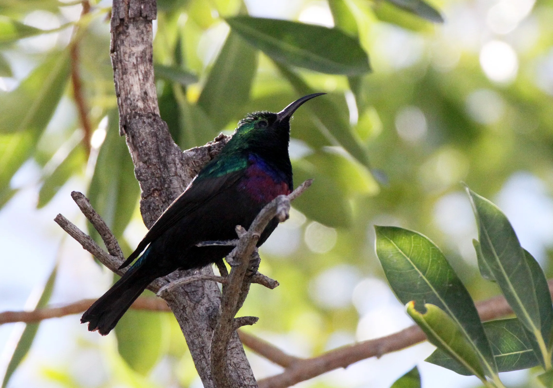 BIRD - SUNBIRD - MARICO SUNBIRD - CINNYRIS MARIQUENSIS - ETOSHA NATIONAL PARK NAMIBIA (7).JPG