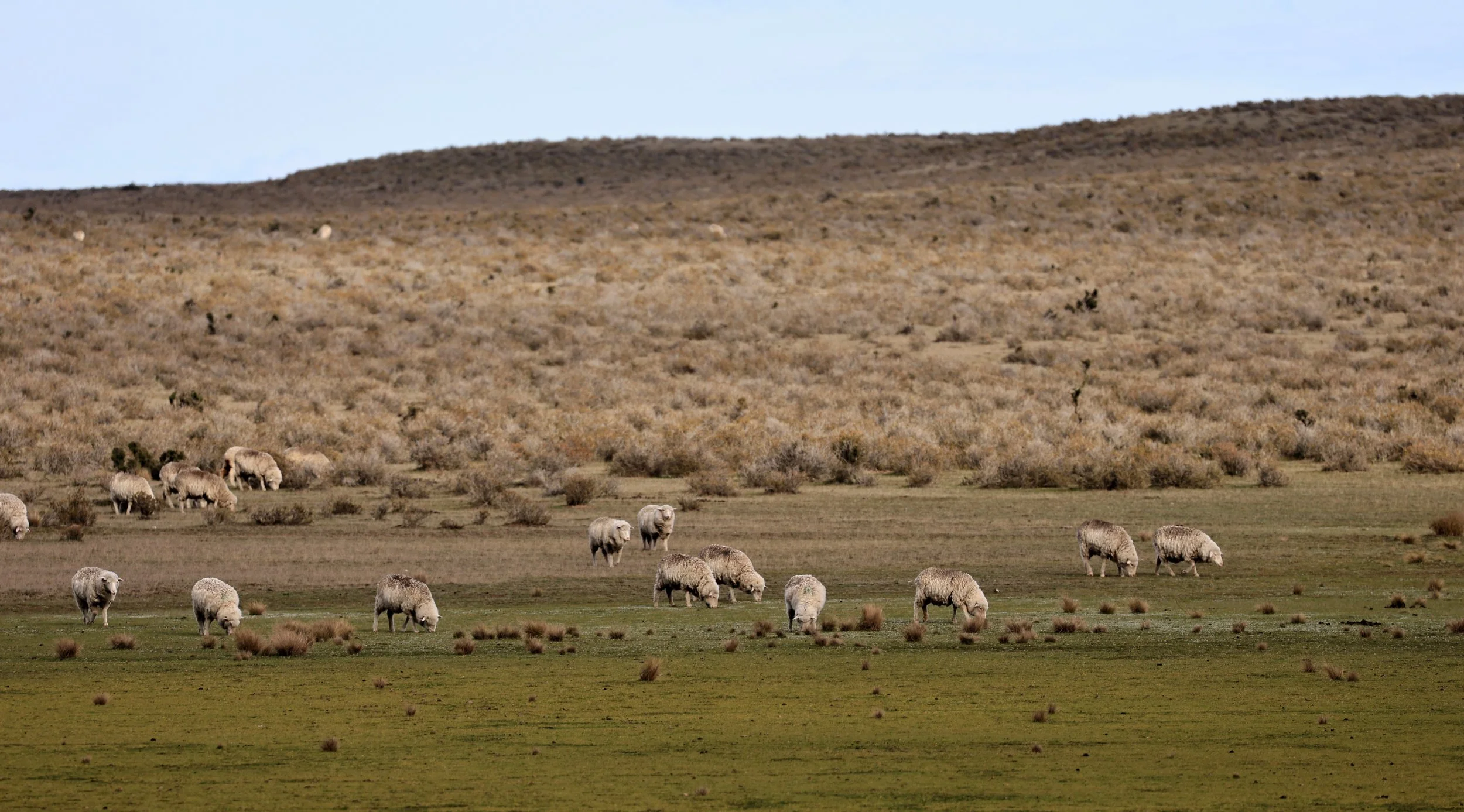 The most common mammals are the sheep for sure.