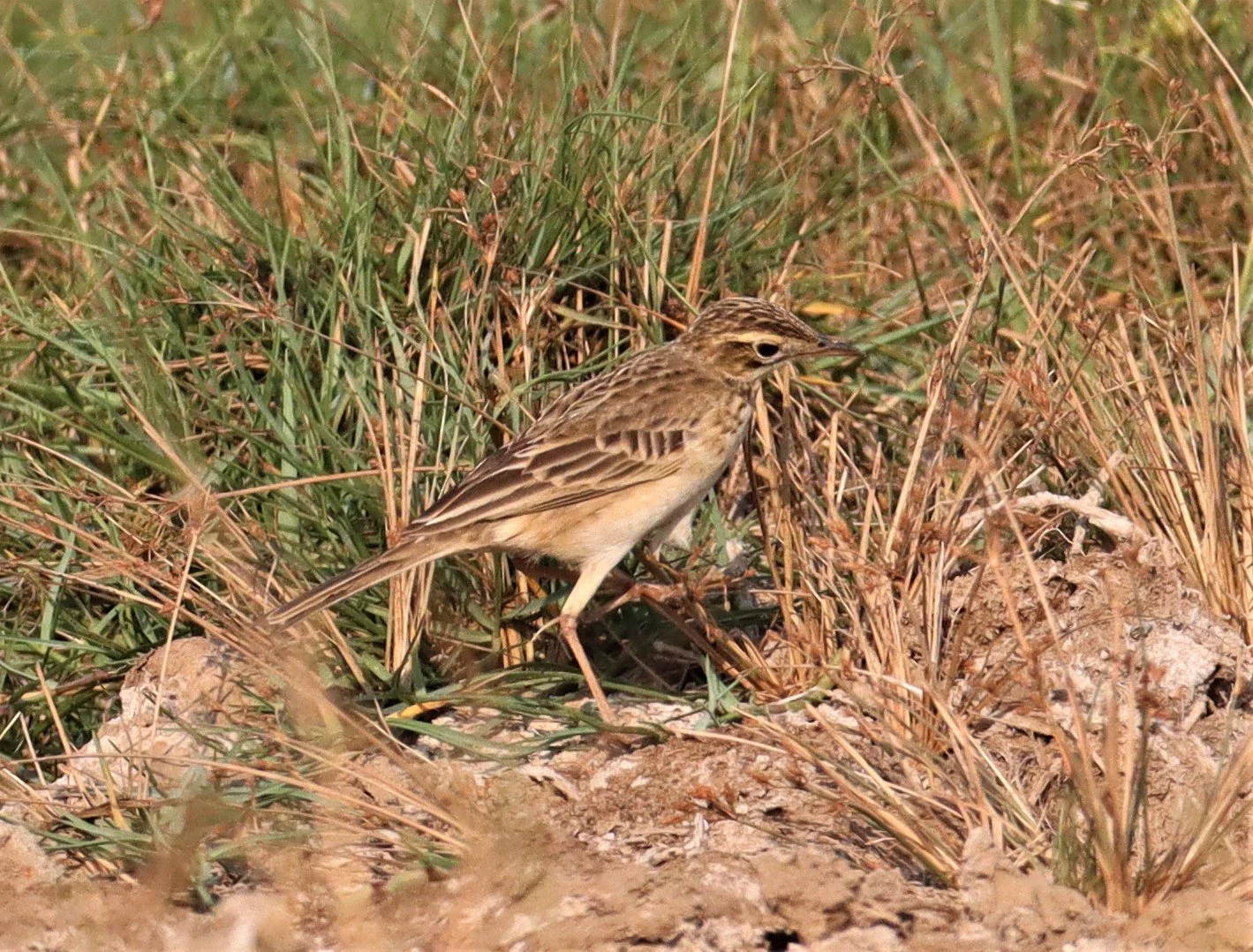 Paddyfield Pipit (Anthus rufulus) BANG KHAEM WETLANDS NAKHON PATHOM (4).jpg