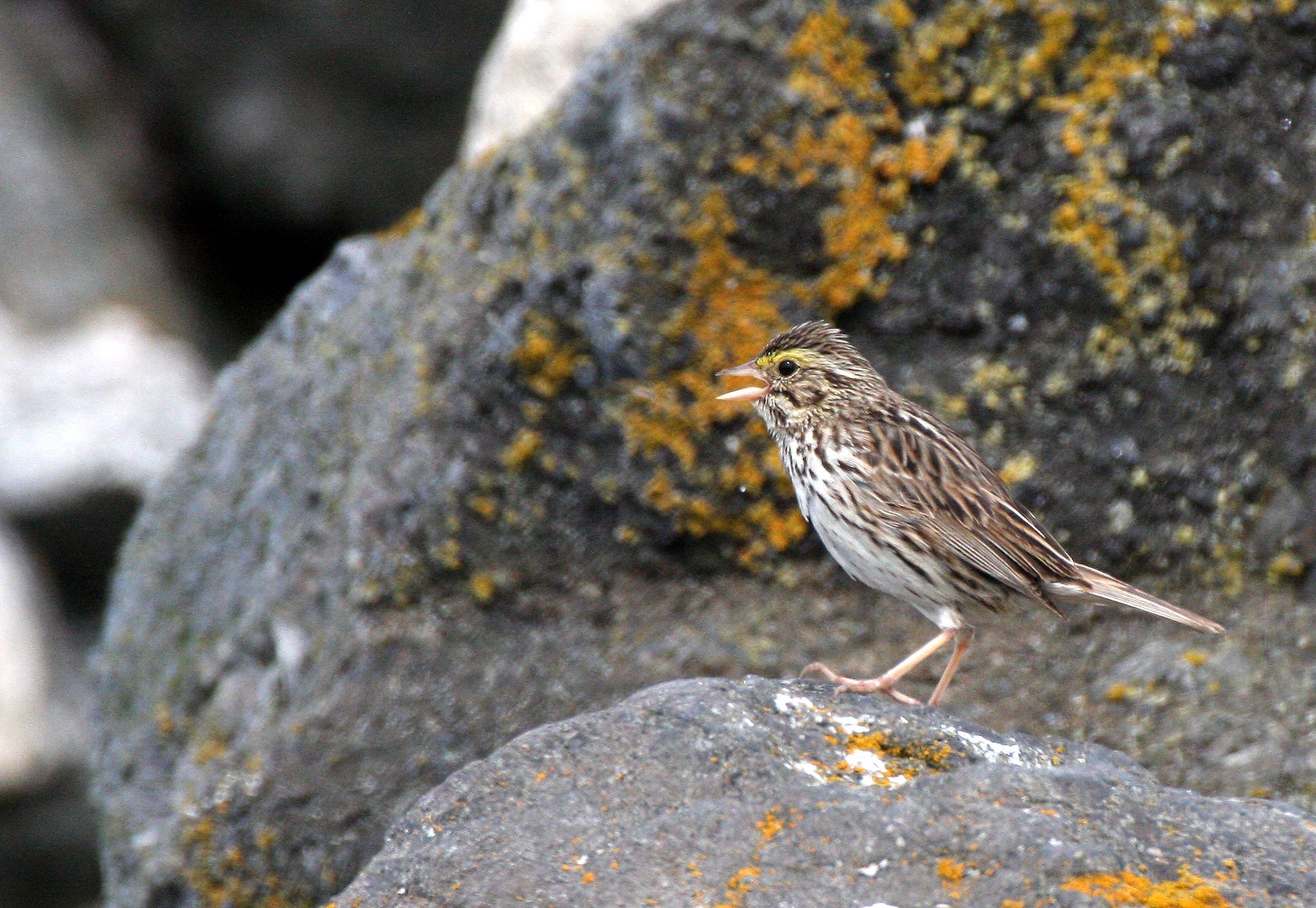 Savannah Sparrow (Passerculus sandwichensis) Cline Spit Sequim Washington (2).JPG