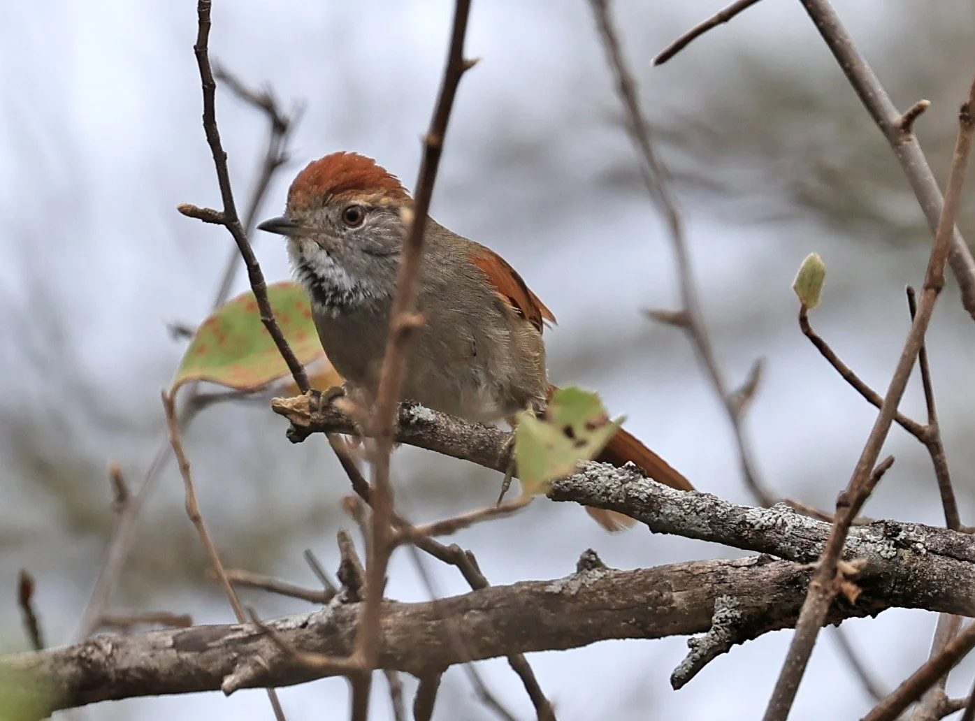Sooty-fronted Spinetail (Synallaxis frontalis) La Patria Sideroads Paraguay (5).jpg