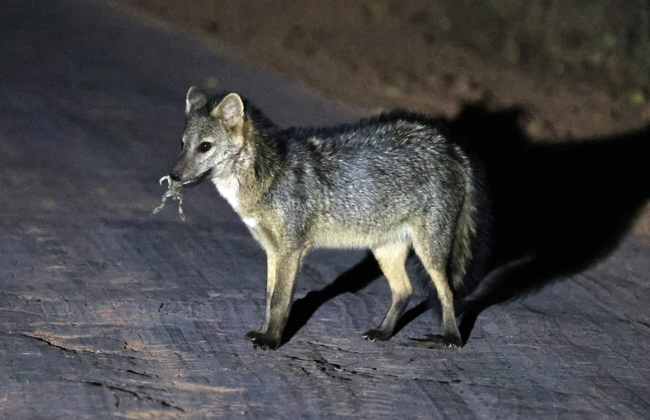 Crab-eating Fox (Cerdocyon thous) Agua Dulce Paraguay (23).jpg