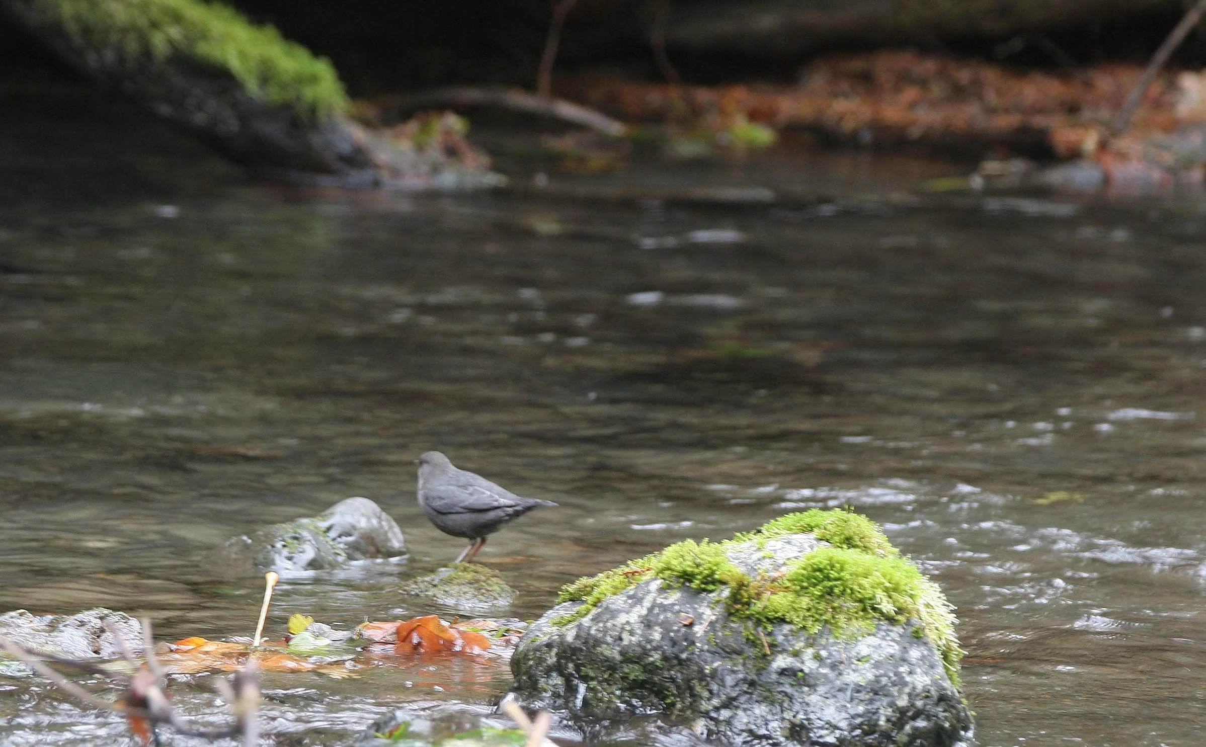 American dipper (Cinclus mexicanus) Barne's Creek Olympic Peninsula Washington (5).jpg