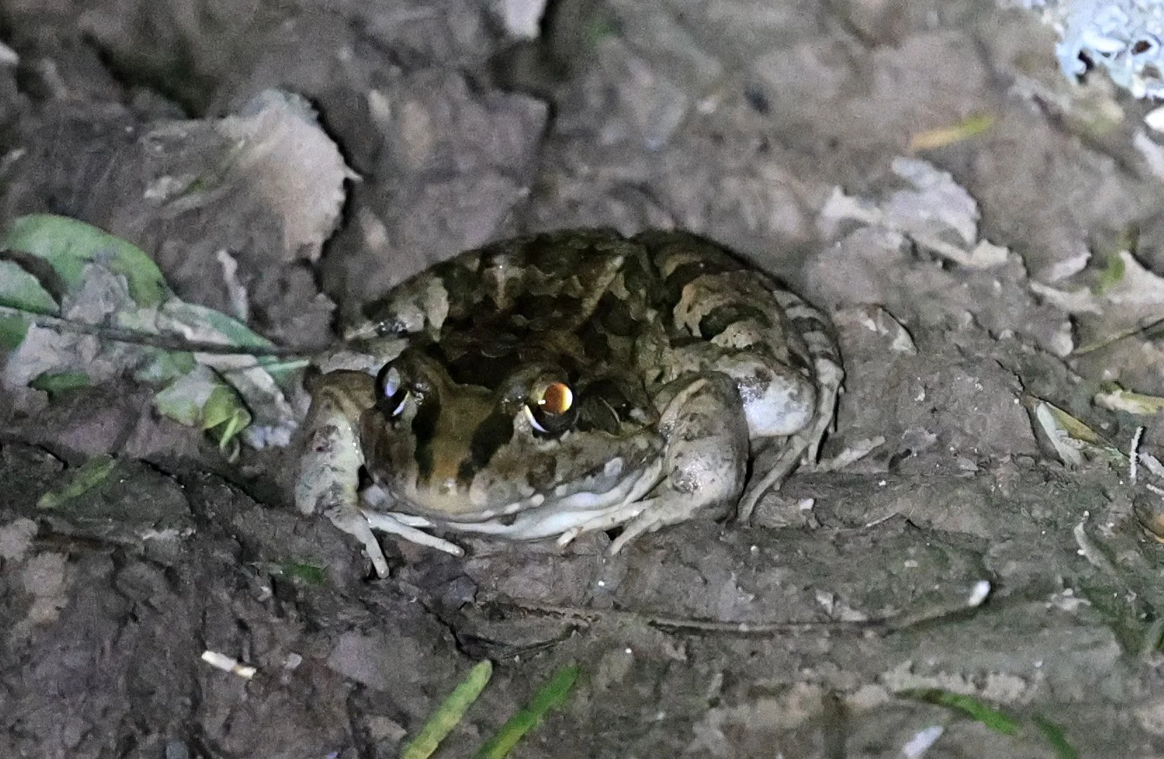 Chaco Frog (Leptodactylus chaquensis) Parque Nacional Teniente Agripino Enciso (2).jpg