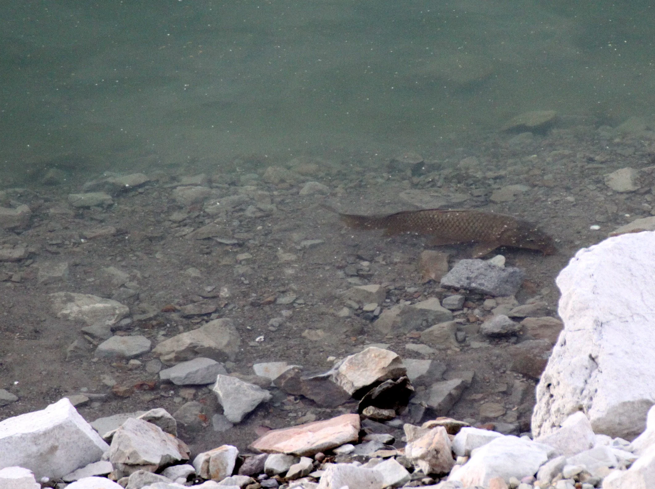 FISH - CARP - ELEPHANT BUTTE NEW MEXICO.JPG