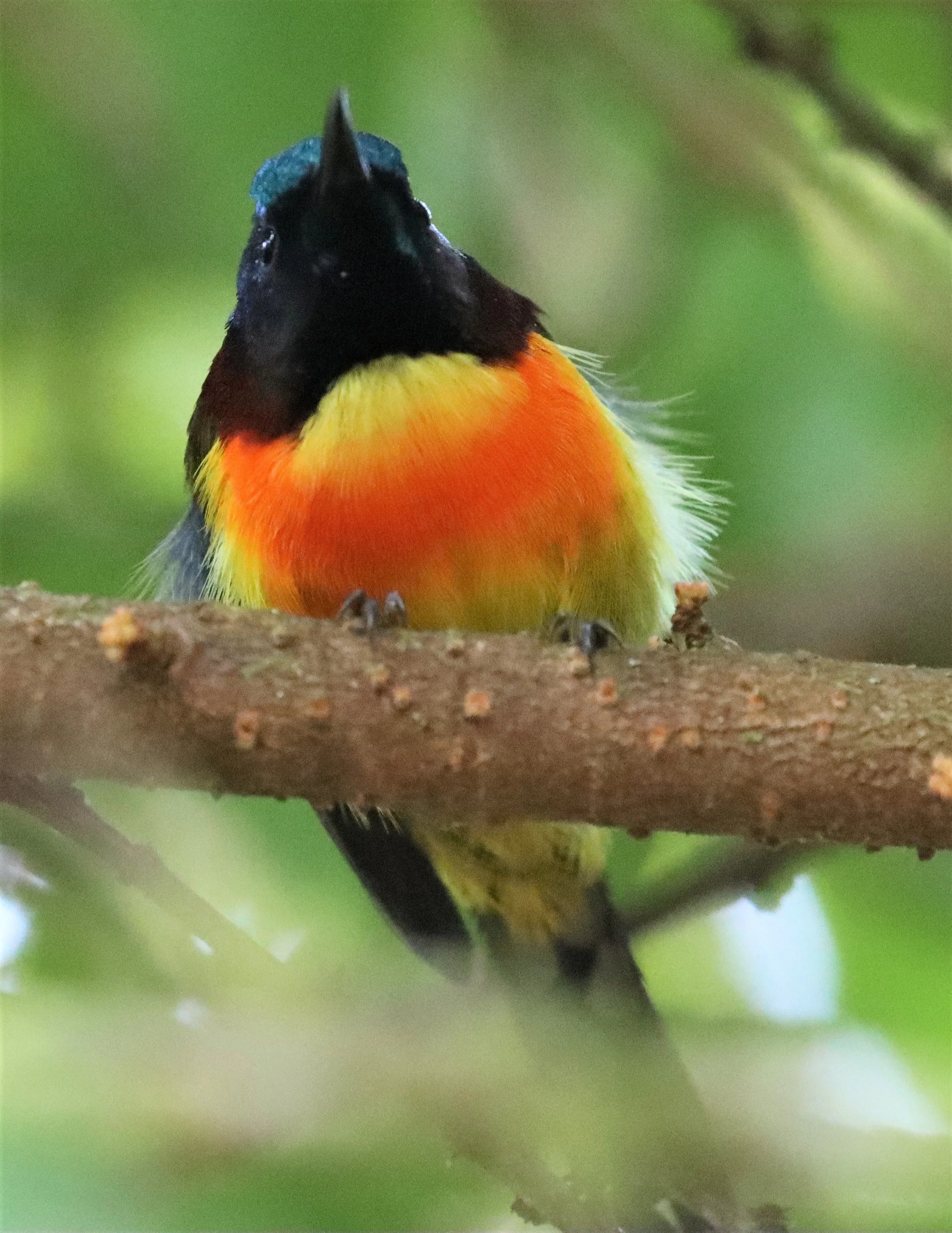 SUNBIRD - DOI INTHANON GREEN-TAILED SUNBIRD - Aethopyga nipalensis angkanensis - DOI INTHANON NP CHIANG MAI, DEC 2021 (56).jpg