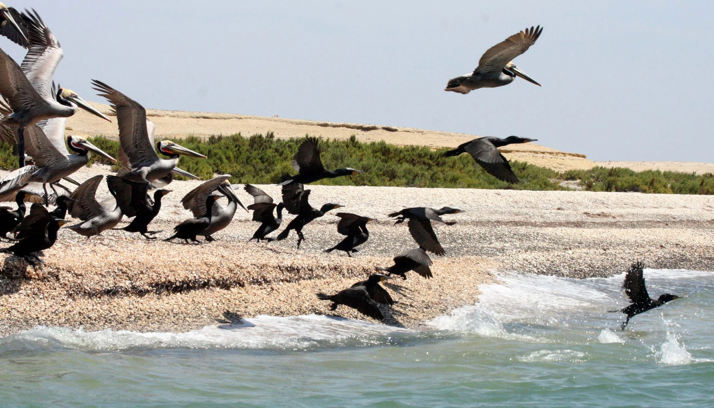 Nannopterum auritum - Double-crested Cormorant with Brown Pelican - San Ignacio Lagoon, Baja Mexico (19).JPG