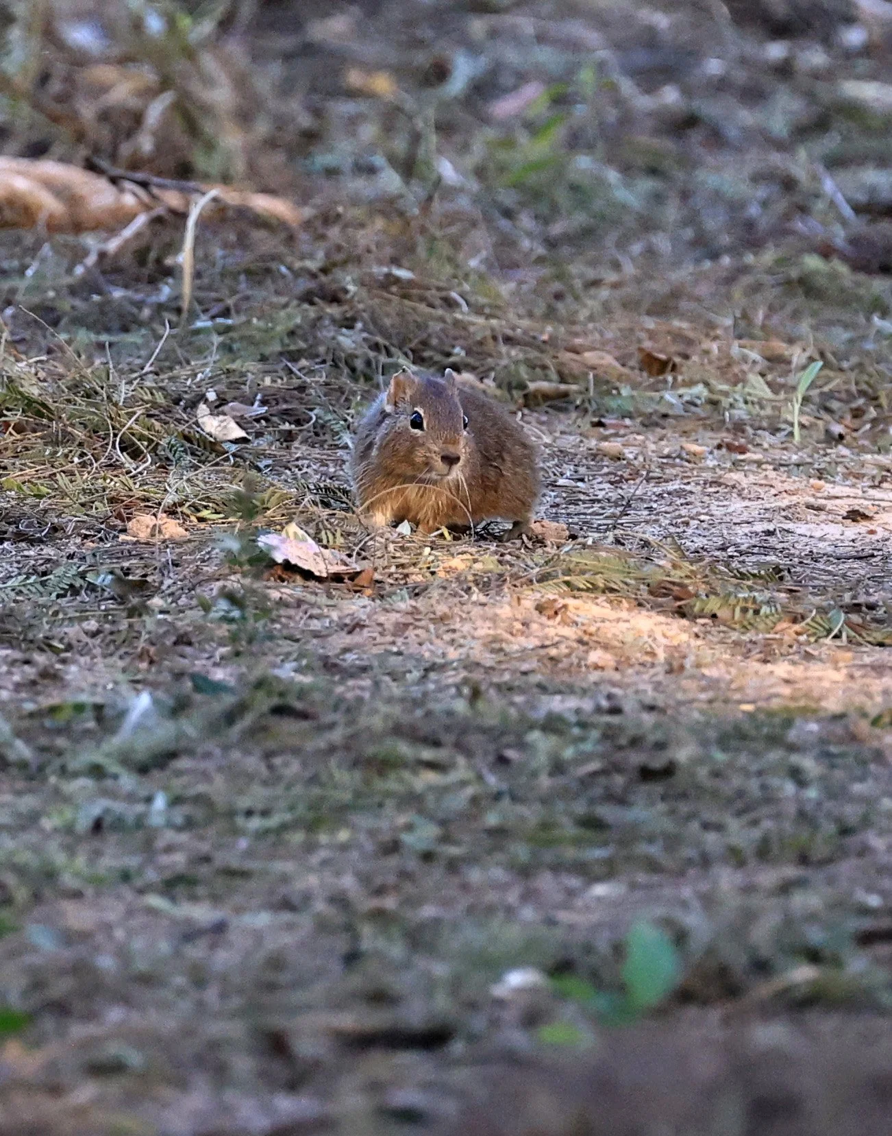 Lowland Yellow-Toothed Cavy (Galea leucoblephara) Hotel Iparoma Campestre Paraguay (42).jpg