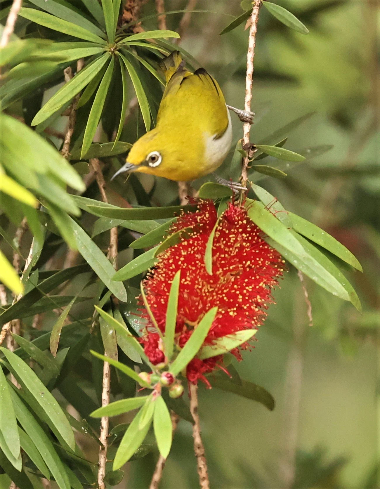 Indian White-eye (Zosterops palpebrosus) Doi Ang Kang Chiang Mai (22).jpg