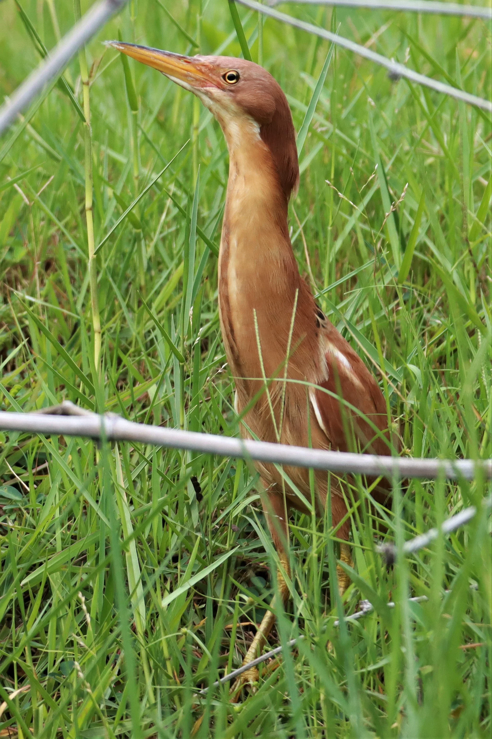 BITTERN - CINNAMON BITTERN (CHESTNUT BITTERN) - Ixobrychus cinnamomeus - BURIRAM HUAI CHORAKHE MAK (117).jpg