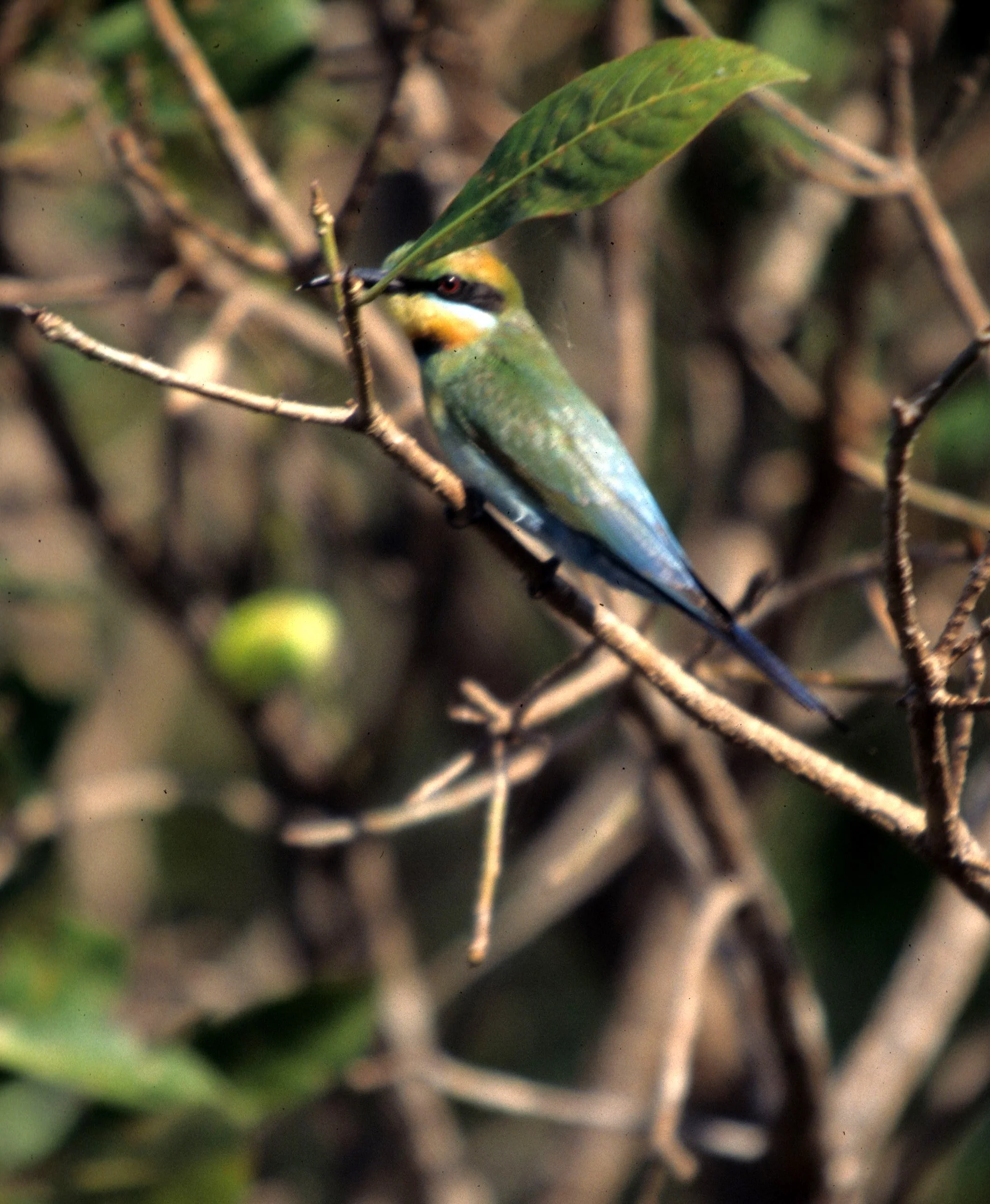 BIRD - BEE EATER - SPECIES A - KALEODEO INDIA.jpg