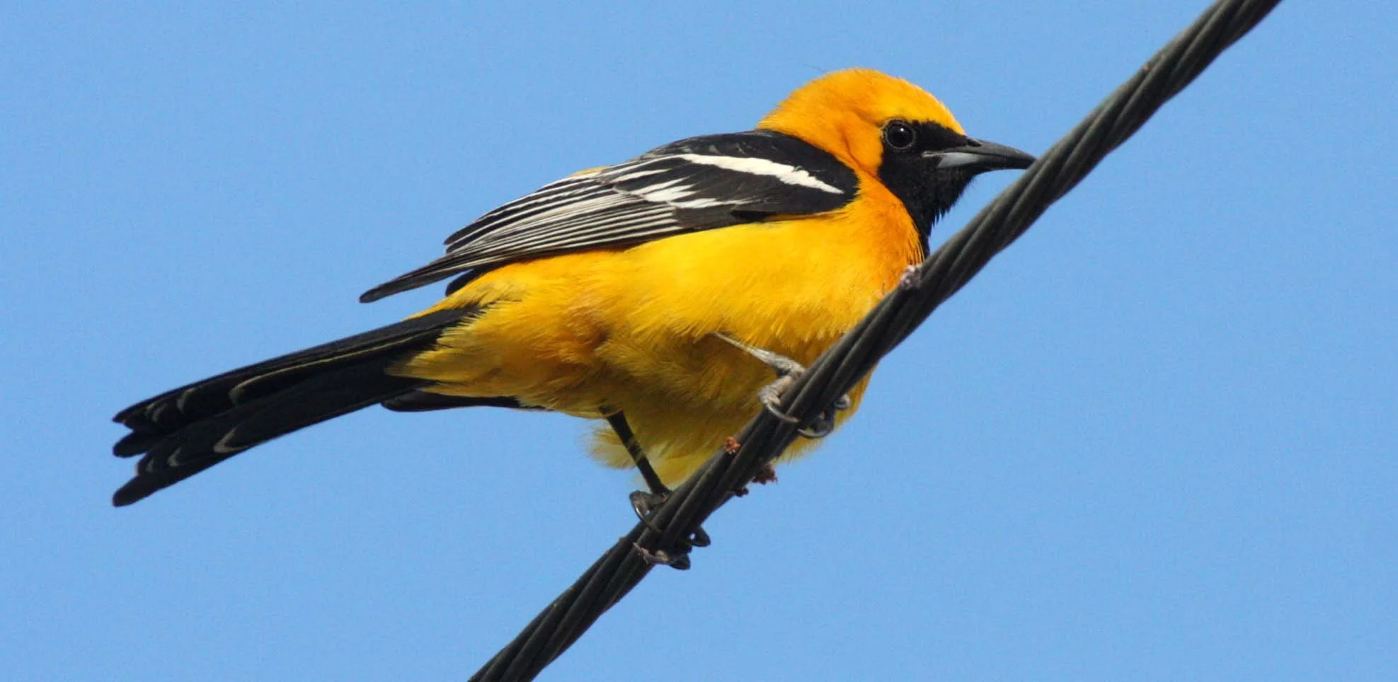 Hooded Oriole (Icterus cucullatus) Loreto Baja Mexico (17).JPG