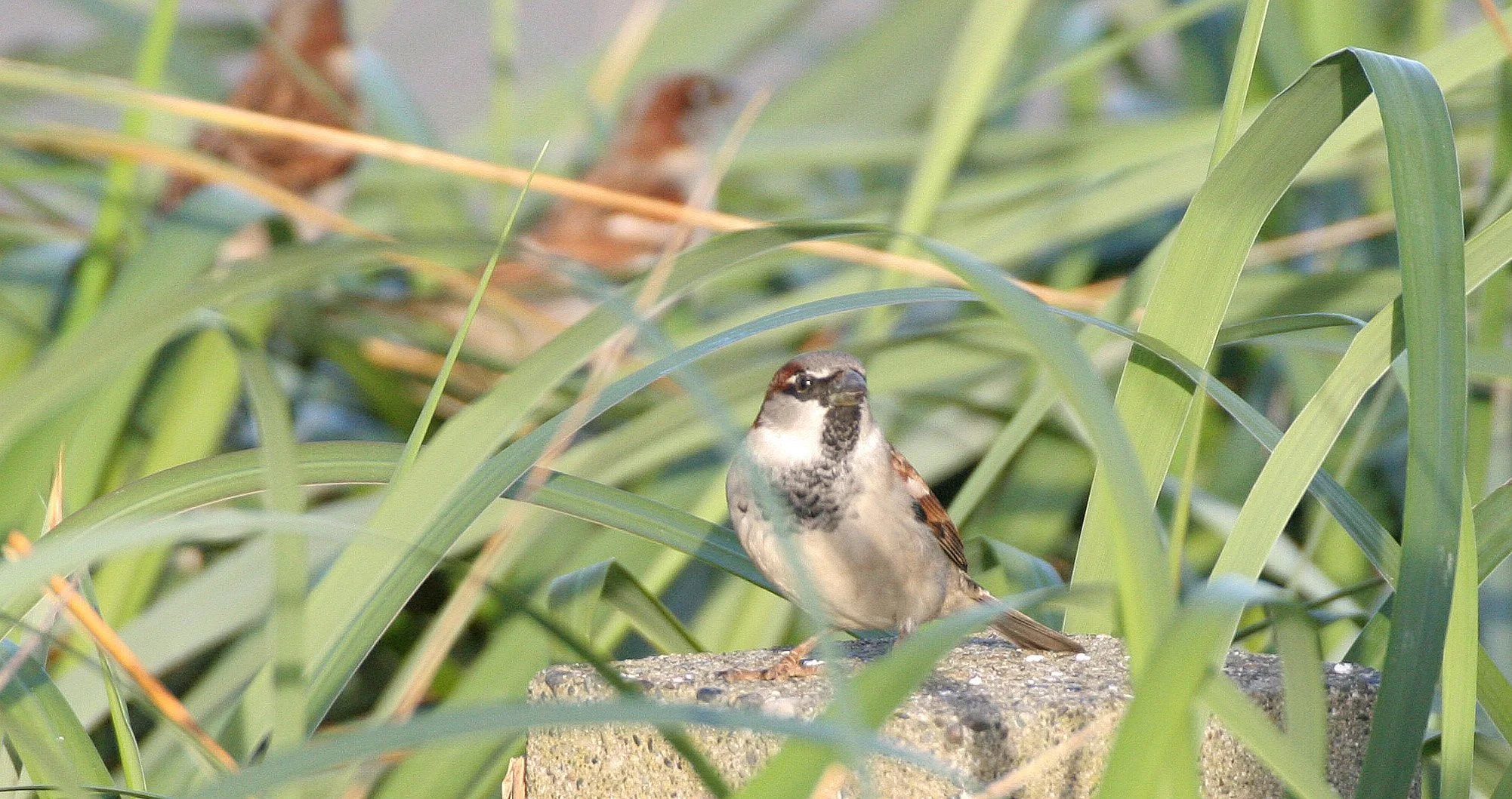 BIRD - SPARROW - HOUSE SPARROW.jpg