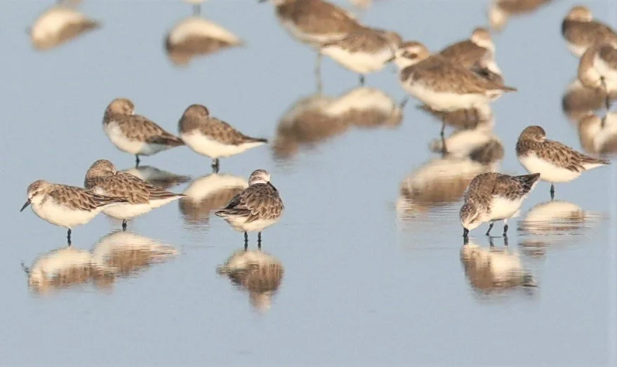 SANDPIPER - SPOON-BILLED SANDPIPER - Calidris pygmeus - PAK THALE 16 & 19 OCTOBER 2021 (8).jpg