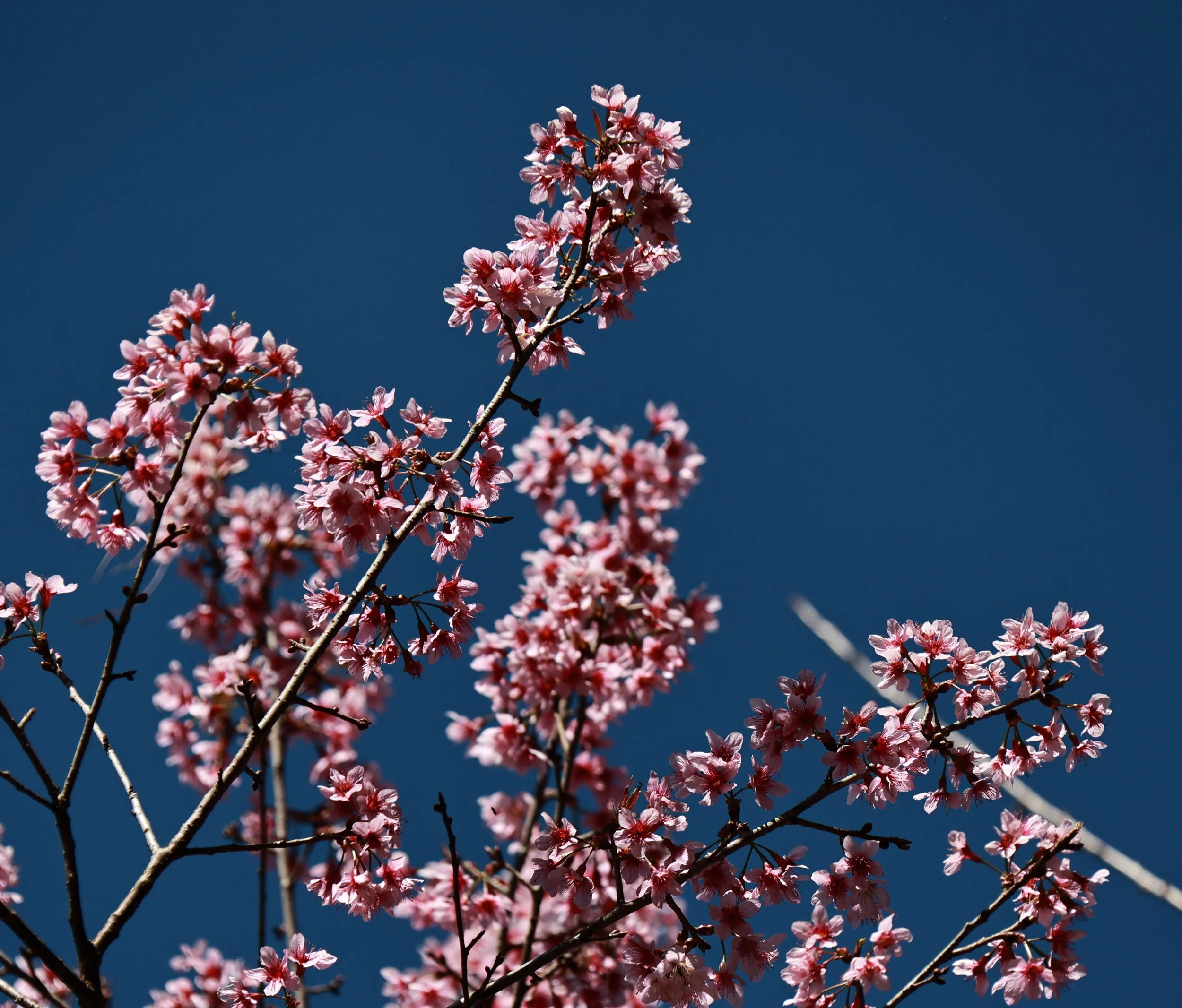 Phu Hin Rong Kla National Park Loei Province (15).jpg