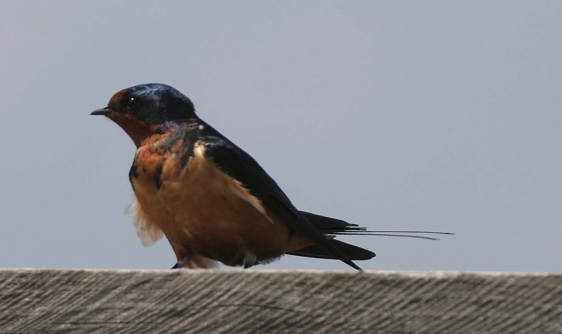 Barn Swallow (Hirundo rustica) Lake Baikal Selenga Delta Russia (7).jpg