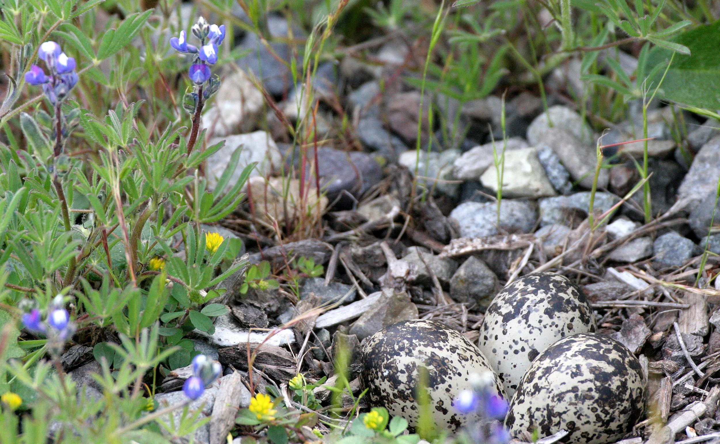 BIRD - KILLDEER - SEQUIM WA (23).JPG