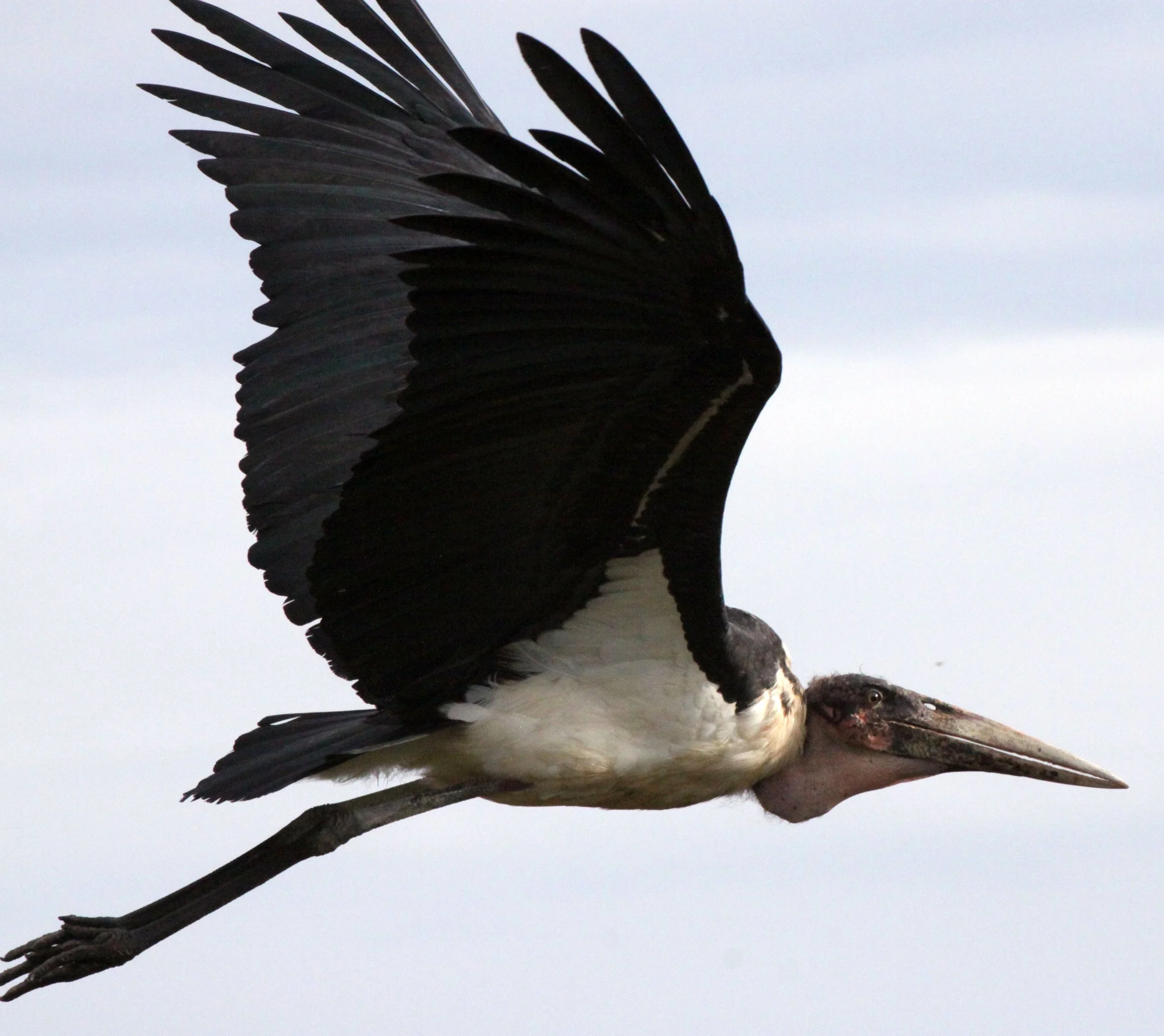 STORK - MARABOU STORK - Leptoptilos crumenifer - LAKE AWASSA ETHIOPIA (8).JPG