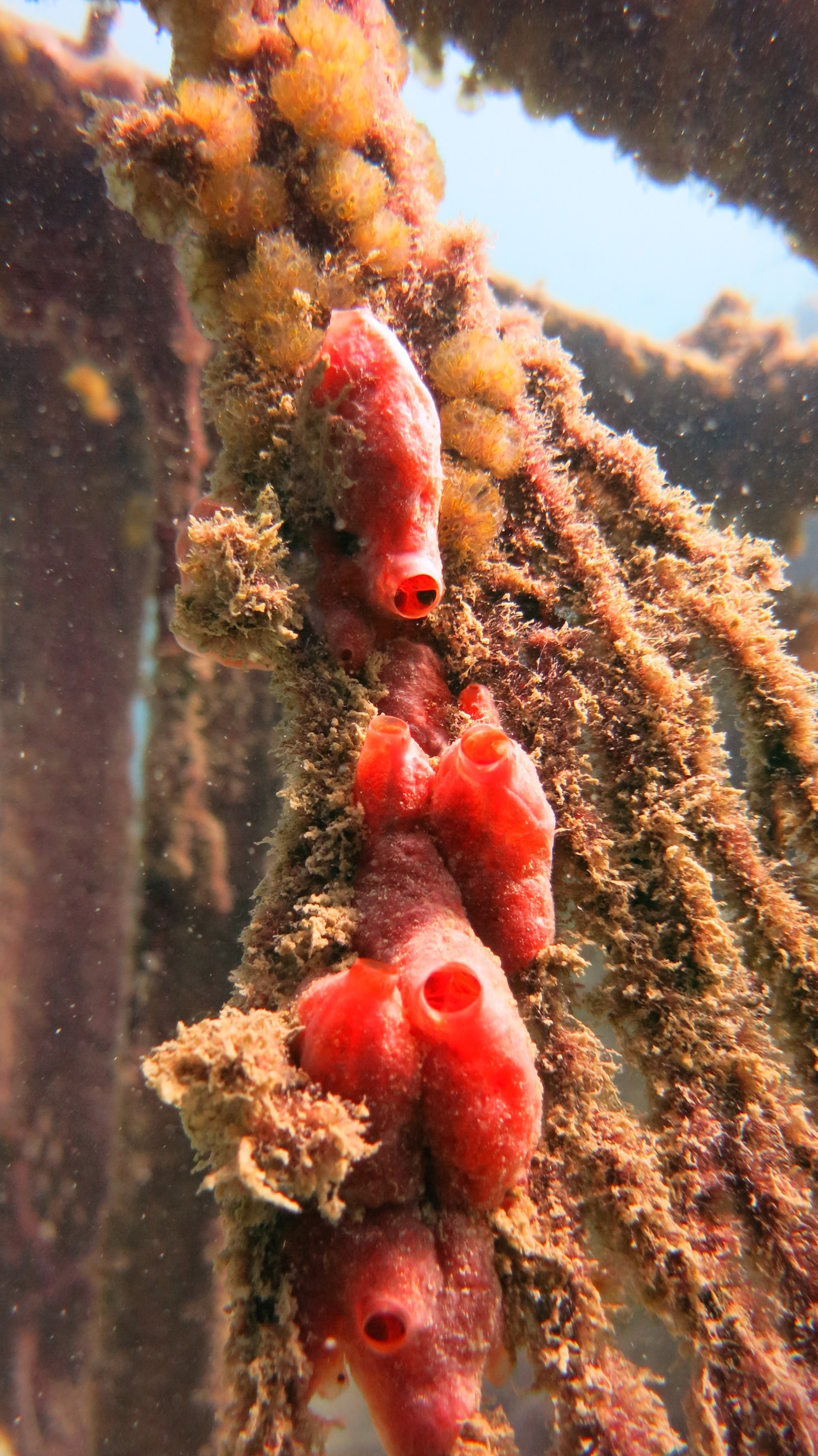 2016 BPS Satthahip Dive Trip with Marine Conservation Club (50).JPG