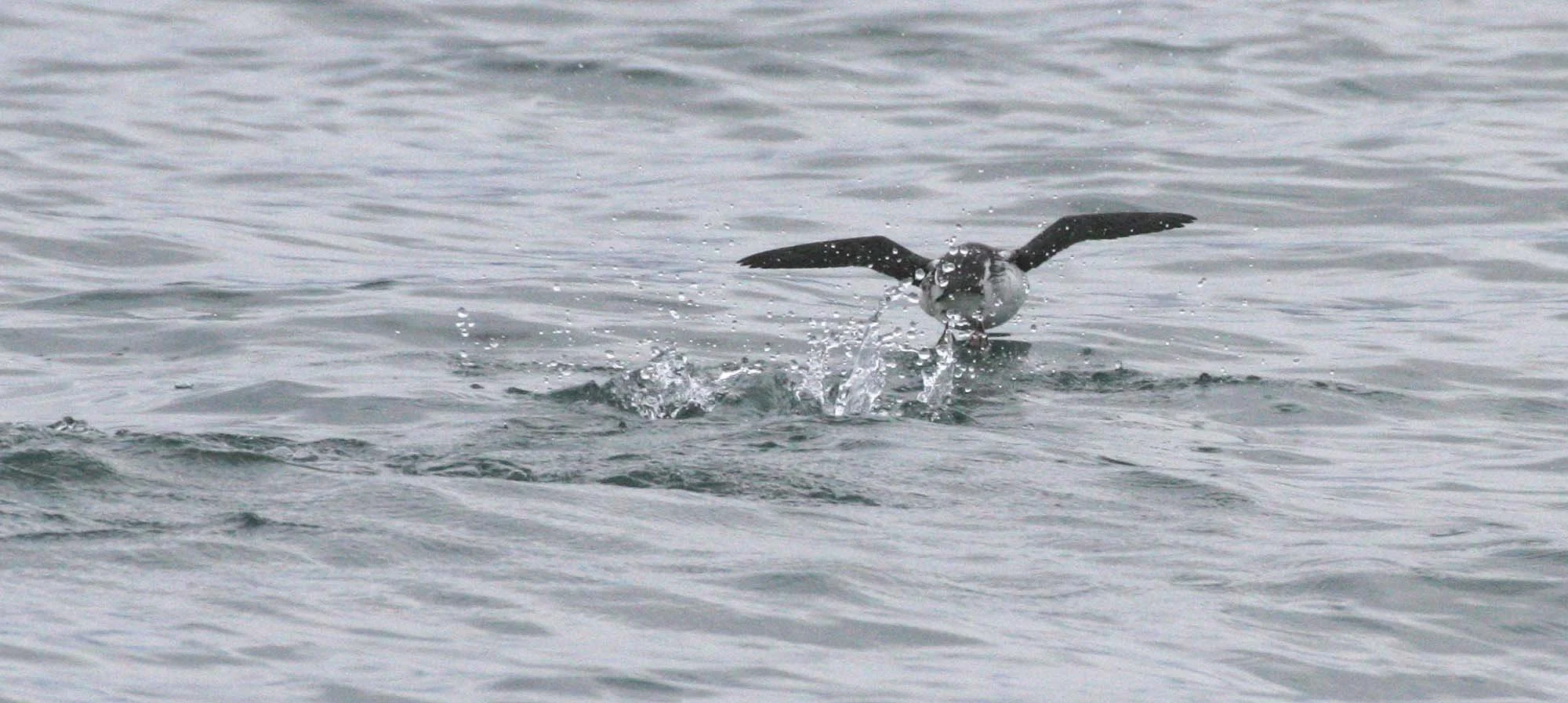 Brachyramphus marmoratus - MARBLED MURRELET - STRAIT OF JUAN DE FUCA U (8).jpg