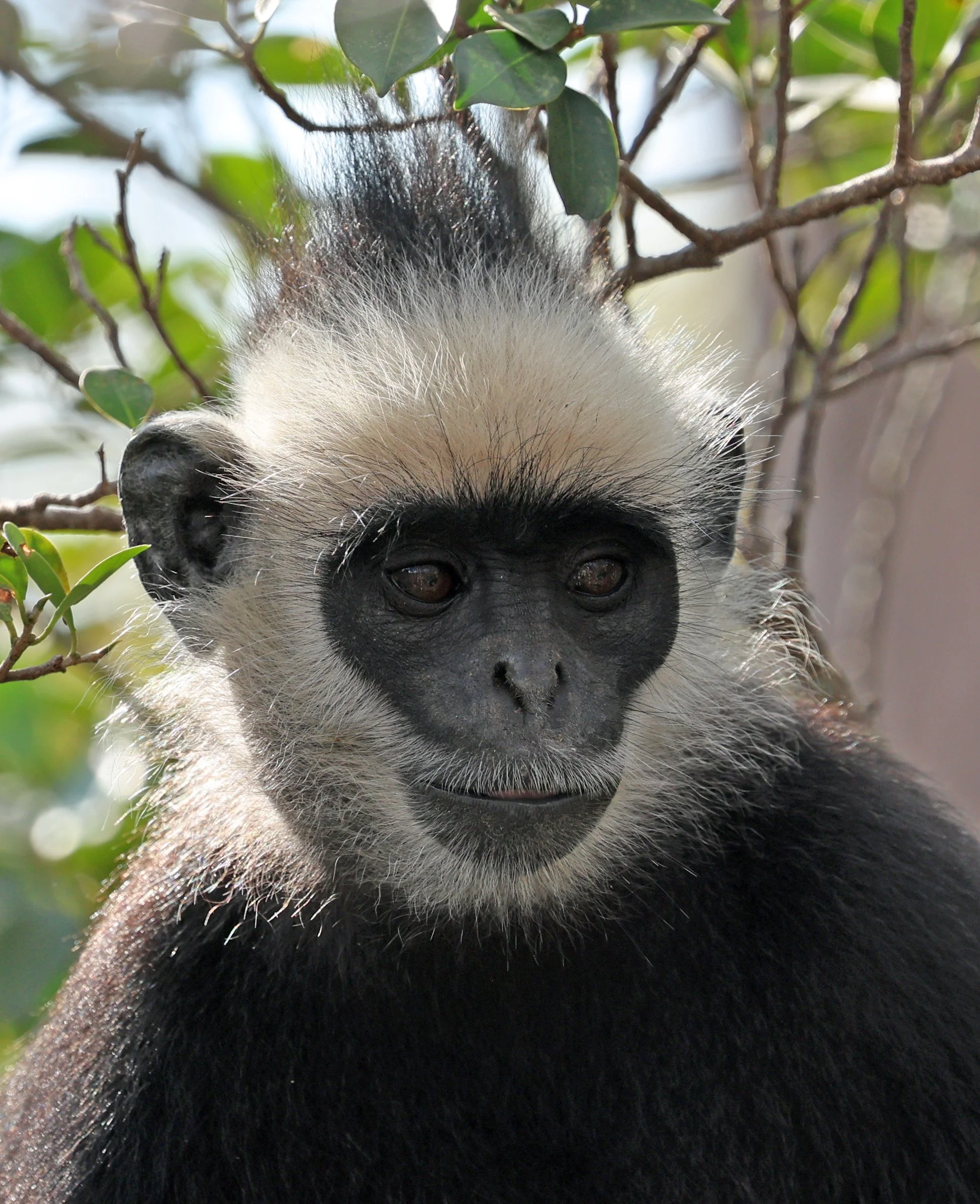 Laotian Langur or White-browed Black Langur (Trachypithecus laotum) The Rock Viewpoint, Khammouane Province Laos (207).jpg