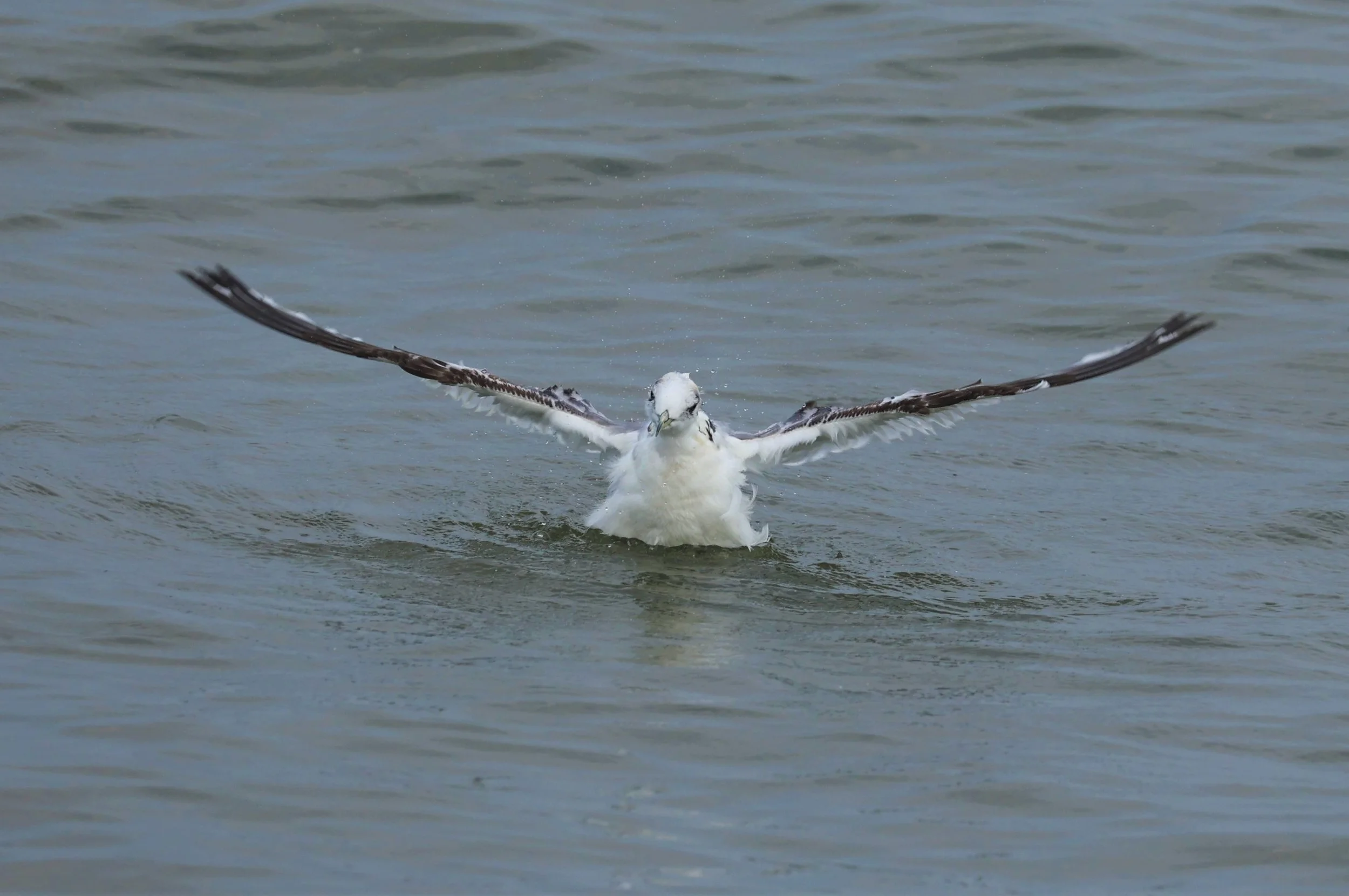 KITTIWAKE - BLACK-LEGGED KITTIWAKE - Rissa tridactyla - GULF OF SIAM OFF BANGKOK & SAMUT SAKHORN FEB 05 2022 (98).jpg