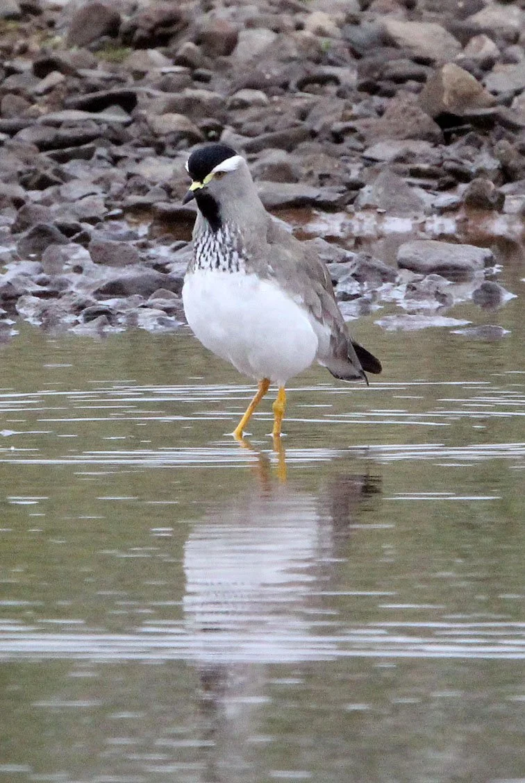 LAPWING - SPOT-BREASTED LAPWING (PLOVER) - Vanellus melanocephalus - BALE MOUNTAINS NATIONAL PARK ETHIOPIA  (1).JPG