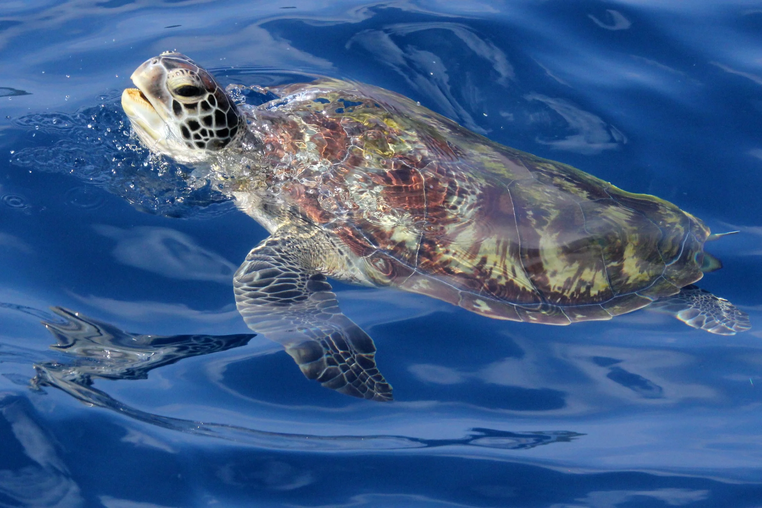Eretmochelys imbricata - Hawksbill Turtle - SIMILANS 2014 (30).JPG